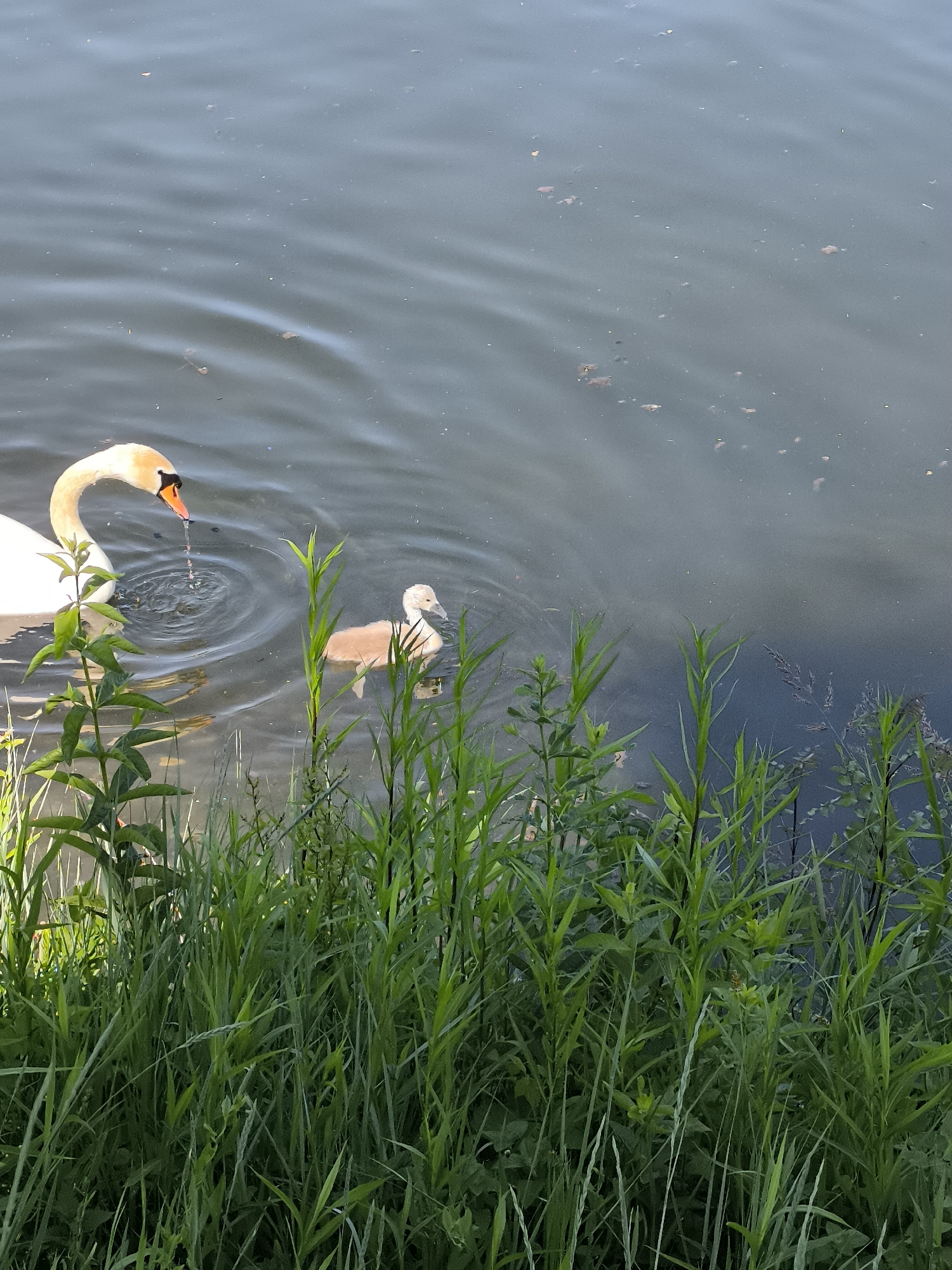 Scene: A pond in Chézenas, France.
Subjects: An adult swan and a cygnet are swimming in the pond.
Objects: There is dark water, green vegetation (grass and tall plants) along the edge of the pond. The swan is dripping water from its beak. There are small, dark objects floating in the water.
Actions: The swan and cygnet are swimming. The swan is drinking water.
Interactions: The cygnet is swimming near the adult swan, potentially following it.
Environment: The scene takes place outdoors, beside a pond with vegetation. The light suggests it is daytime.
