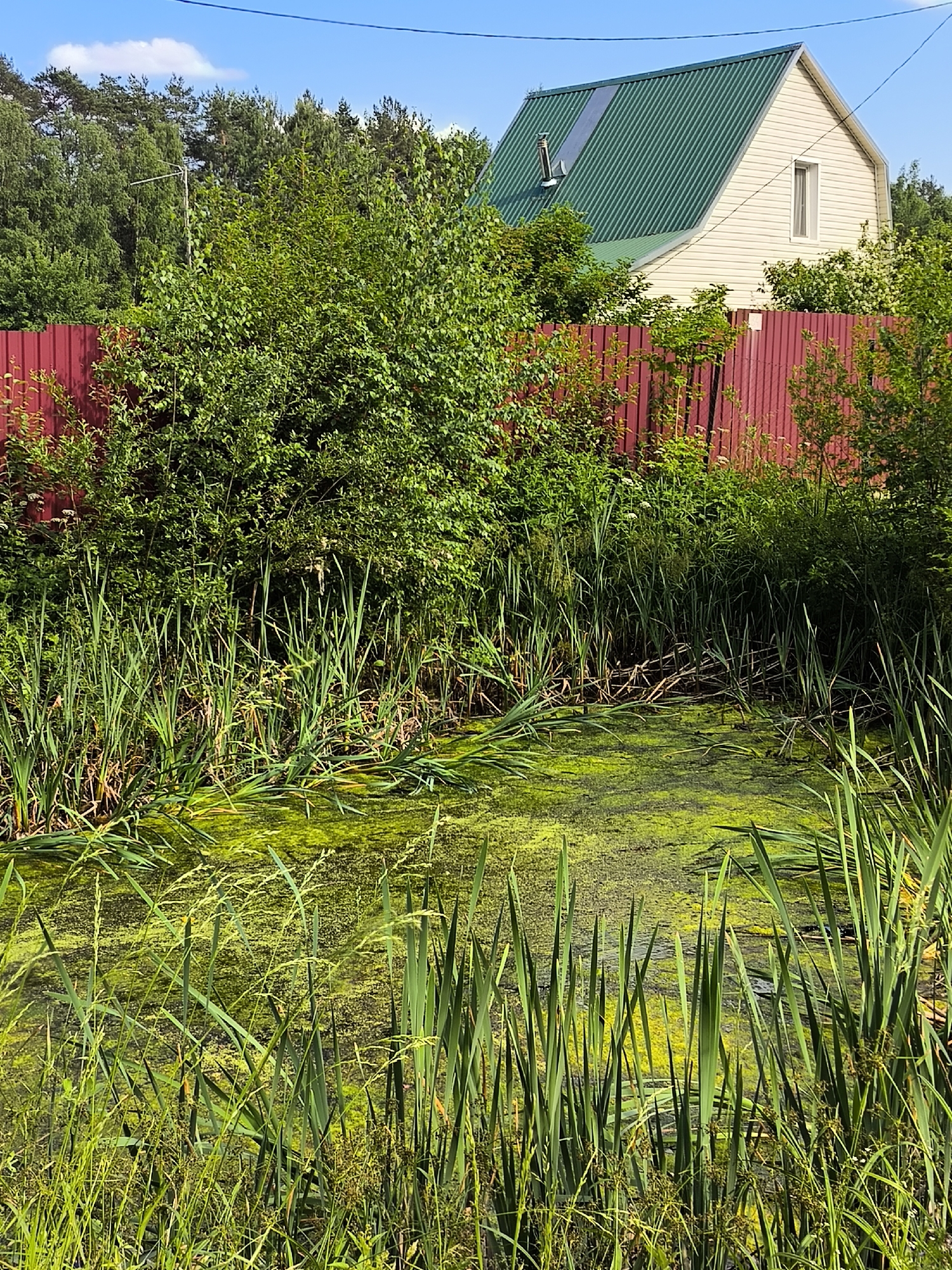 In an outdoor scene, a pond with green algae is surrounded by tall reeds and grasses. A bright red fence runs horizontally across the mid-ground, separating the pond area from a residential property. Behind the fence, a house with a green metal roof and light-colored siding is visible, partially obscured by lush green trees and bushes. The sky above is a clear blue with a few white clouds. The location is described as Unknown, Unknown.