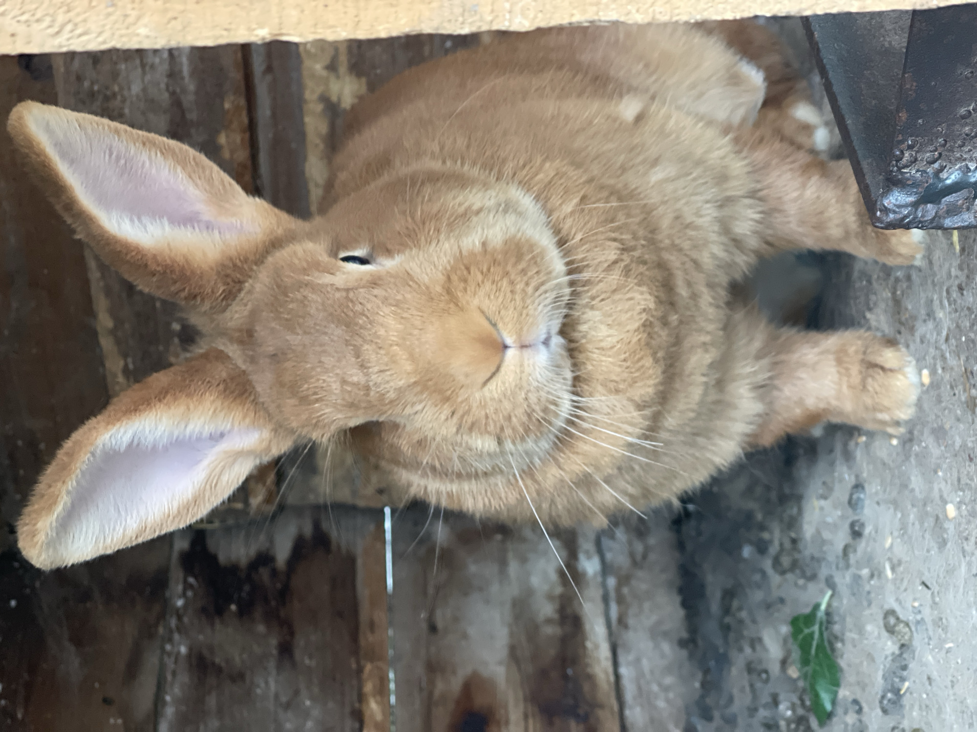 A light brown rabbit is standing inside a wooden enclosure. The enclosure has wooden walls and a dirt floor with some scattered seeds and a single green leaf. The rabbit is facing the camera, with its ears perked up. Its fur is a uniform light brown color. The enclosure appears to be outdoors. The image was taken in the city of Sredny, Russia.