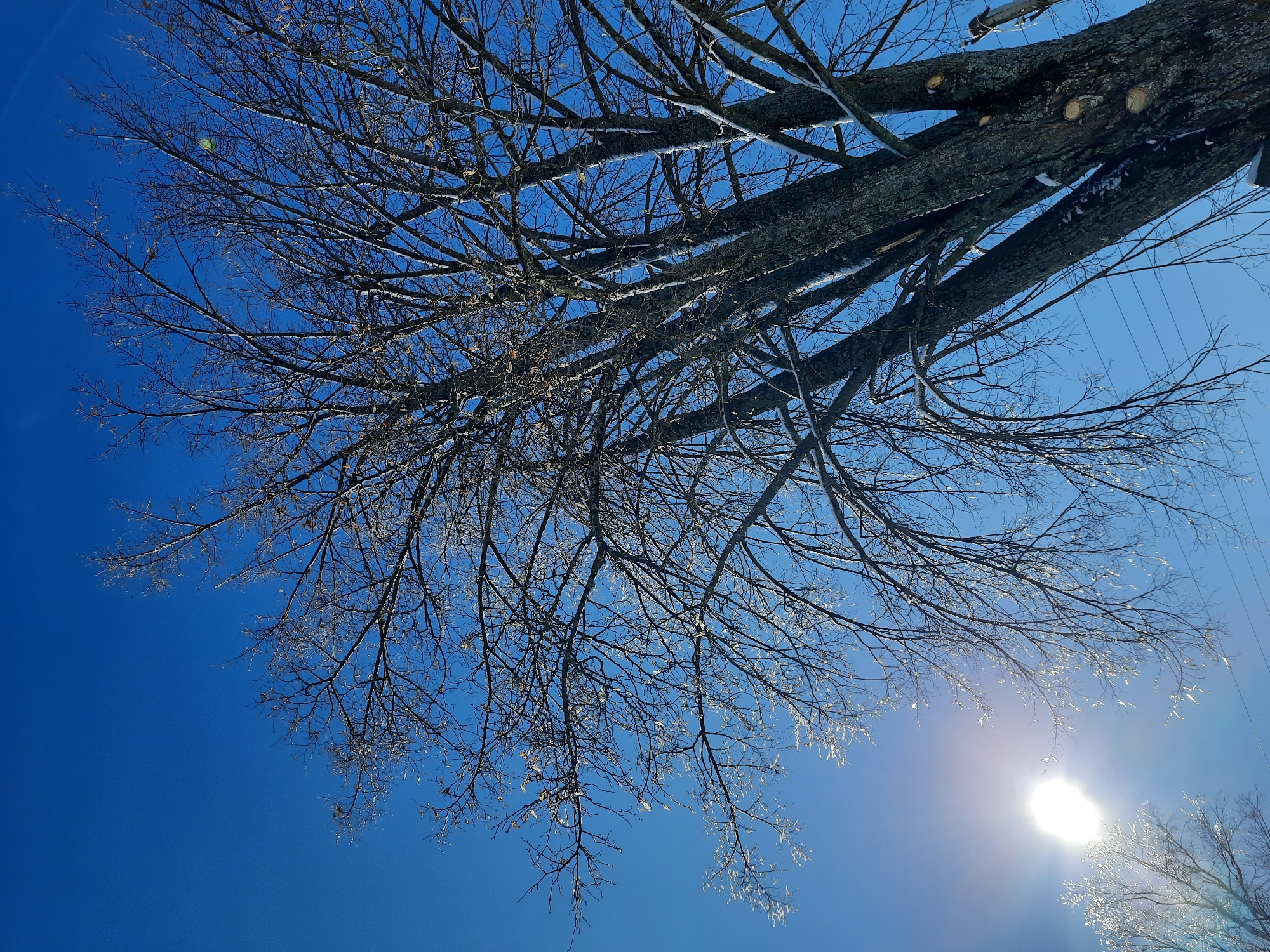 The image shows bare tree branches against a bright blue sky with the sun visible in the lower right corner. The branches appear to be covered with ice or frost. The location, Krasnogorskoye, Russia, cannot be verified from the image alone.