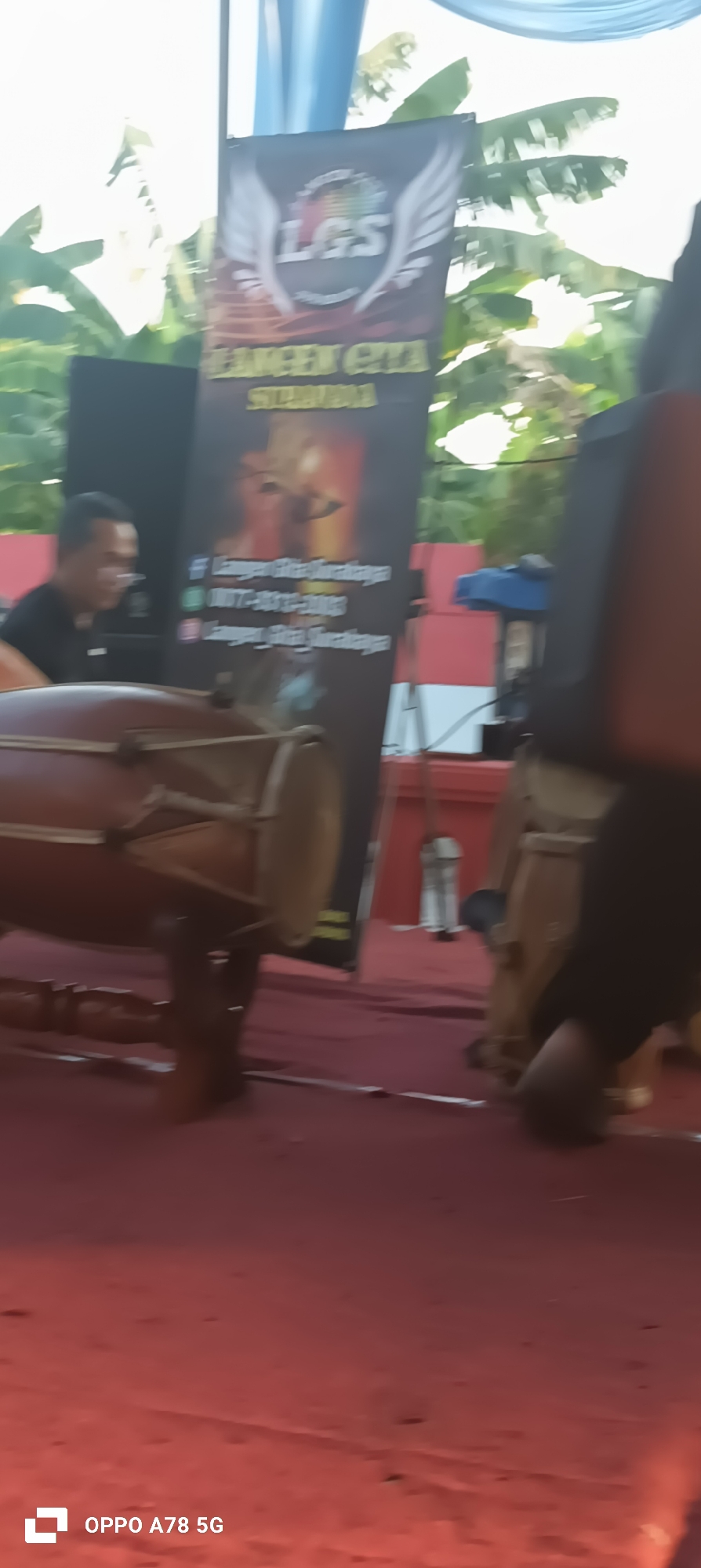 In Kalitengah, Indonesia, a low-angle shot captures a cultural performance, likely a traditional music ensemble. The foreground is dominated by a large, brown wooden drum, possibly a gendang, with a visible playing surface and stand. To the left, a man in a black t-shirt is partially visible, appearing to be a performer or attendee, with his head turned slightly away from the camera. Behind him, a banner with the logo "LGS" and text in Indonesian, including "LANGGEN ENTA SEMIRANG", is prominently displayed, suggesting the name of the group or event. The banner also features contact information, including a phone number starting with "0877" and social media handles. The backdrop consists of green foliage, possibly banana leaves, and blue drapes, hinting at an outdoor or semi-outdoor setting with a stage or performance area. The red carpet beneath the drum and performers suggests a designated performance space.