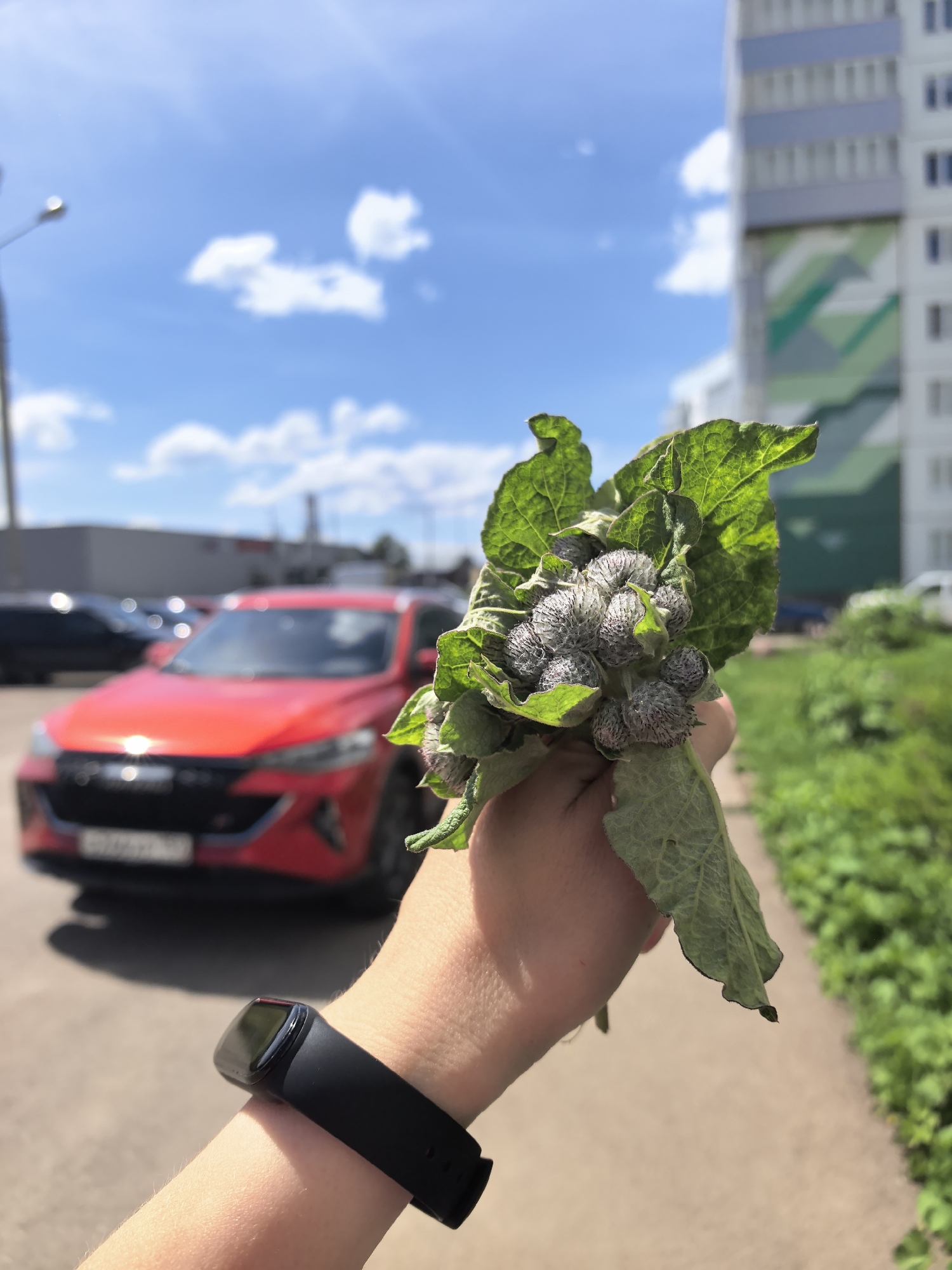 In the foreground, a hand wearing a black fitness tracker holds a bunch of burdock flowers and leaves. The hand is positioned in front of a blurred red car. In the background, a tall, modern apartment building with a green geometric pattern is visible against a blue sky with white clouds. To the left, a street lamp and parked cars are out of focus. The scene appears to be in an outdoor urban setting, possibly a residential area in Фролы, Russia.