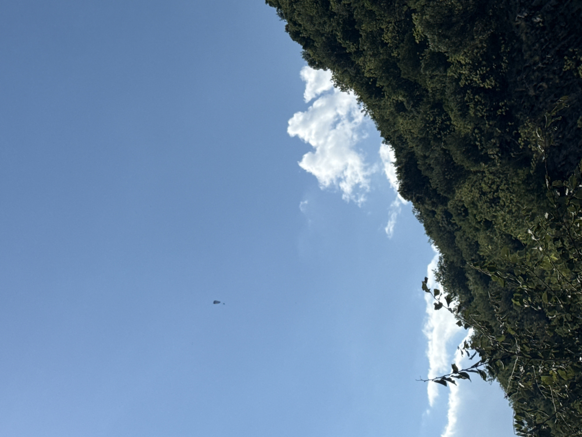 A skydiver is captured mid-air against a clear blue sky, descending towards the earth. The skydiver is a dark silhouette against the bright sky, with a parachute visible, suggesting the activity is an intentional parachute jump. The background consists of a vast expanse of blue sky with a few scattered white clouds. To the right, a dense, dark green tree line dominates the frame, its foliage lush and varied. The perspective is from below, looking upwards at the skydiver and the sky, with the trees forming a natural, vertical border on the right side of the image. The sunlight suggests it is daytime, likely mid-morning or afternoon, with fair weather conditions. No text is visible in the image. The scene evokes a sense of adventure and freedom, with the skydiver isolated against the immense backdrop of the sky. The location context of Rafailovići, Montenegro, suggests the jump may be taking place in a coastal or mountainous region.