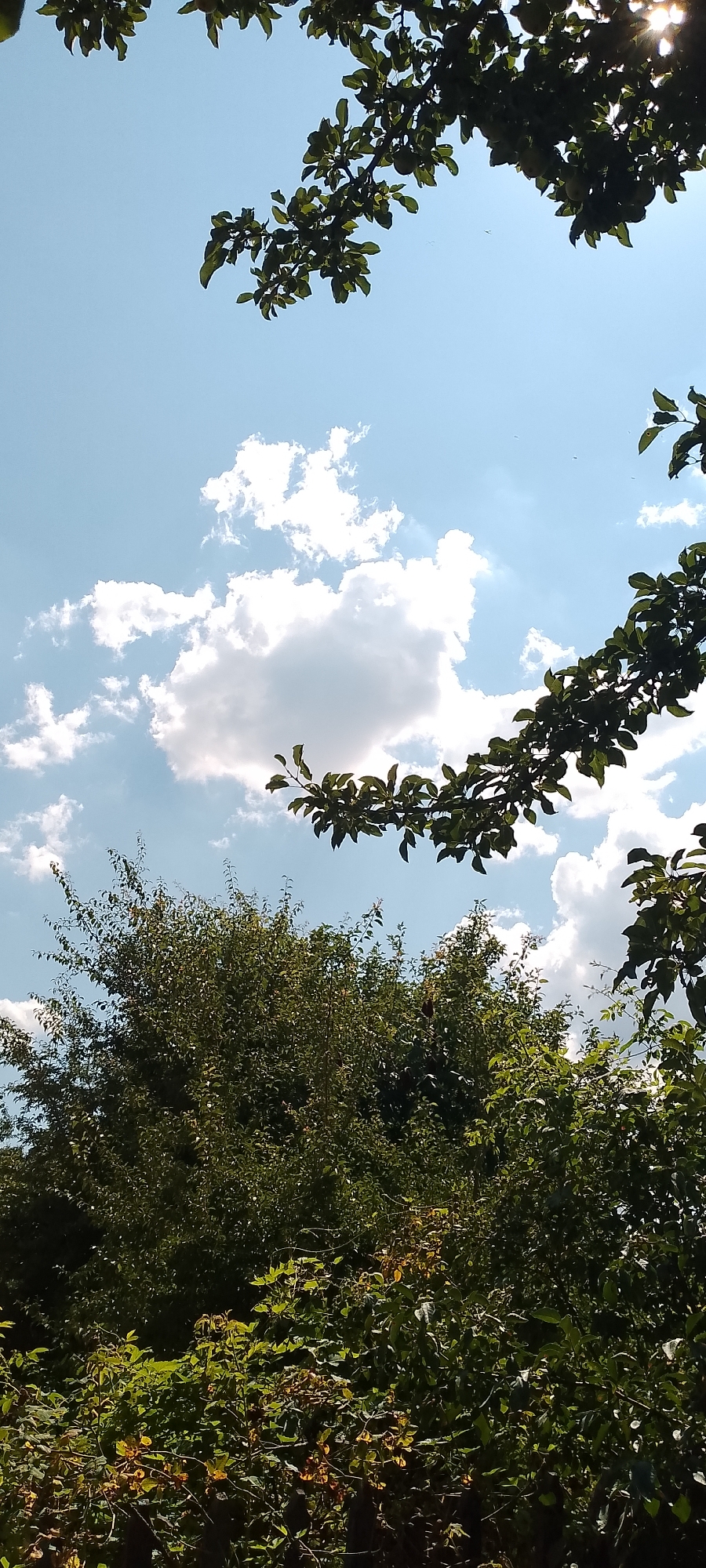 A vertical, eye-level shot captures a bright, sunny sky with scattered white clouds, partly obscured by the dark green foliage of trees. The sun's rays pierce through the leaves, creating a lens flare effect in the upper right quadrant. The lower half of the image is dominated by a dense canopy of lush green leaves and branches. The scene appears to be an outdoor natural setting, possibly a park or a garden, in Belgorod, Russia, given the context of the query. No people or animals are visible in the frame.
