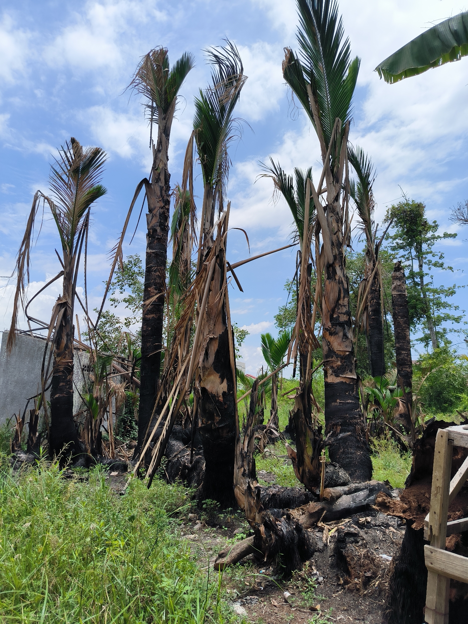A cluster of palm trees, some of which appear to have been burnt, stand in a grassy area with a cloudy blue sky in the background. One of the palm trees on the left has a grey wall behind it. In the distance, other trees and vegetation are visible. The ground is covered in grass and debris, with some of the palm trees showing signs of charring and damage. A portion of a wooden structure is visible on the right side of the frame. The scene appears to be located in a semi-rural or undeveloped area within the city of Lhokseumawe, Indonesia.