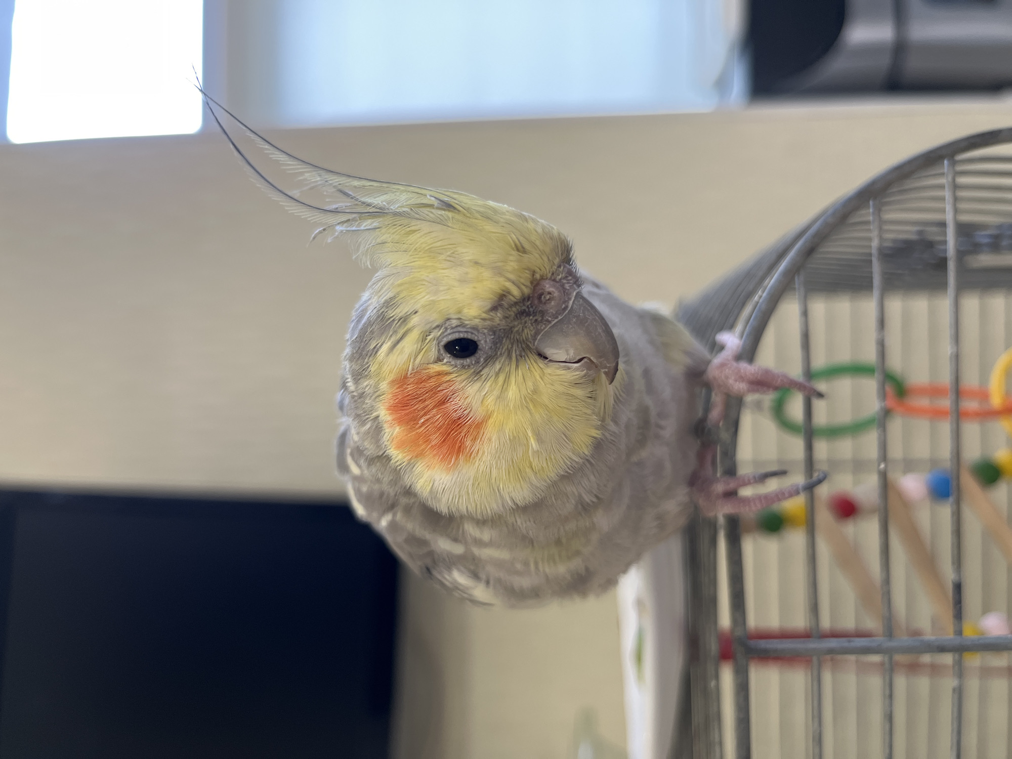 A cockatiel is perched on the edge of its cage. The bird has gray, white, and yellow feathers, with orange accents on its cheeks. It is looking down and to the right. The background is blurred and appears to be an indoor setting with a large dark object on the left and a bright light source on the right. The cage has metal bars and colorful toys inside. There is no information available about the location in Korolyov, Russia.