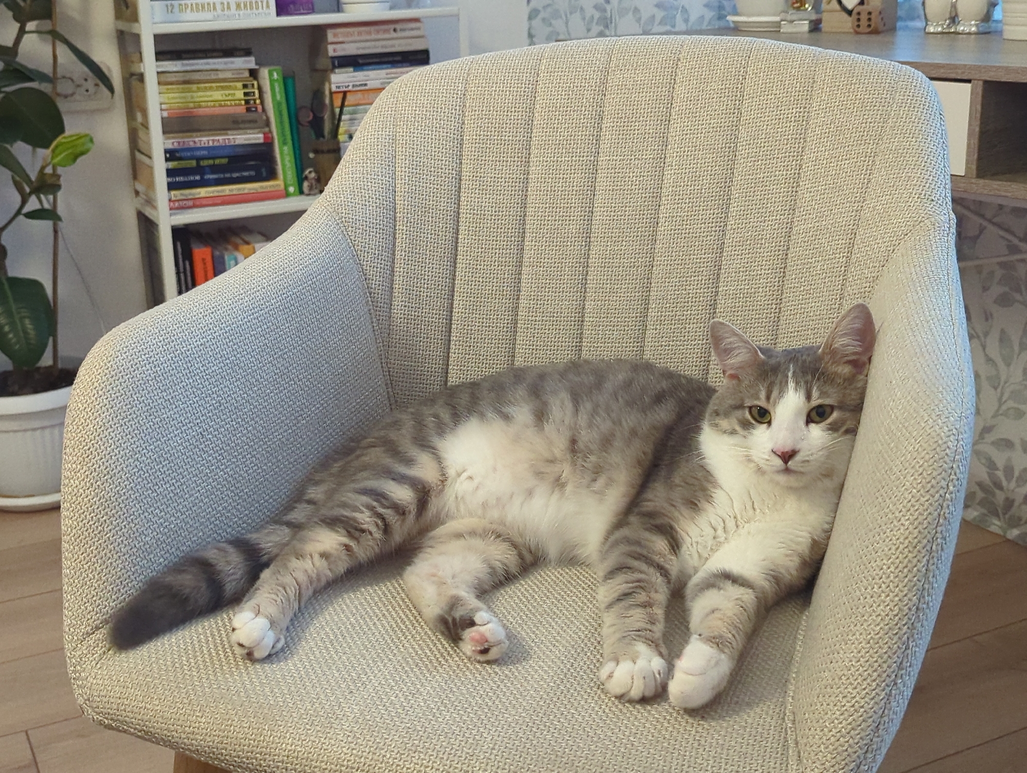 The image displays a domestic cat resting on a light-colored upholstered armchair within a residential interior, located in Burgas, Bulgaria. The cat is a grey and white tabby, featuring prominent white markings on its face, chest, belly, and paws, with distinct grey tabby stripes on its head, back, legs, and tail. Its eyes are yellow-green, and it is positioned horizontally on the chair, looking directly forward with its head slightly raised.
The armchair is upholstered in a textured, light beige or light grey fabric, characterized by vertical stitched lines along its backrest. In the background to the left of the chair, a white open-shelf unit is visible, filled with numerous books, including several with titles in Bulgarian such as "12 Rules for Life," "Families and Life," and "The Secret of Happiness." A small decorative figurine and a pen holder are also present on the shelves. To the far left, a potted Ficus plant in a white planter sits on the floor, next to a white wall-mounted electrical outlet. To the right of the armchair, a light-colored wooden or laminate shelf holds various items, including white ceramic objects and a small wooden block. The wall behind this shelf features a subtle patterned wallpaper. The flooring throughout the visible area is light-toned, appearing to be wood or laminate. The scene is illuminated by ambient light, indicative of an indoor setting.