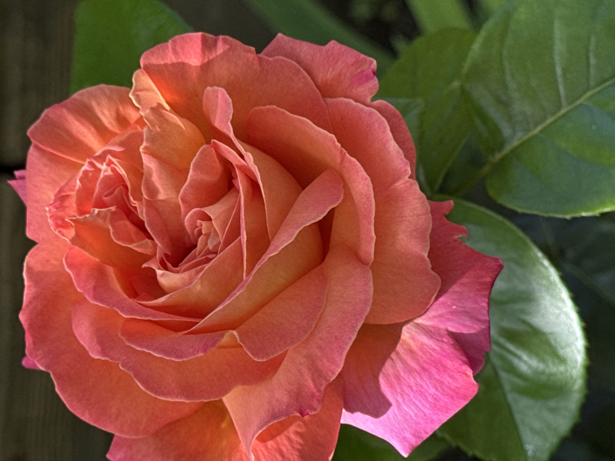 This is a close-up, high-angle shot of a single, blooming rose. The rose is predominantly a vibrant coral pink with some yellow undertones, and its petals are tightly spiraled towards the center. The outer petals are a richer pink and are slightly unfurled, revealing the textured surface of the velvety petals. The background is blurred, consisting of dark green leaves and a hint of what appears to be a wooden fence or wall. The lighting suggests a sunny day, casting soft shadows on the rose petals. The image captures the intricate details and rich colors of the flower. There are no people or explicit actions depicted. The location is not specified within the image itself; it is stated to be in the city of Veselina, Bulgaria.
