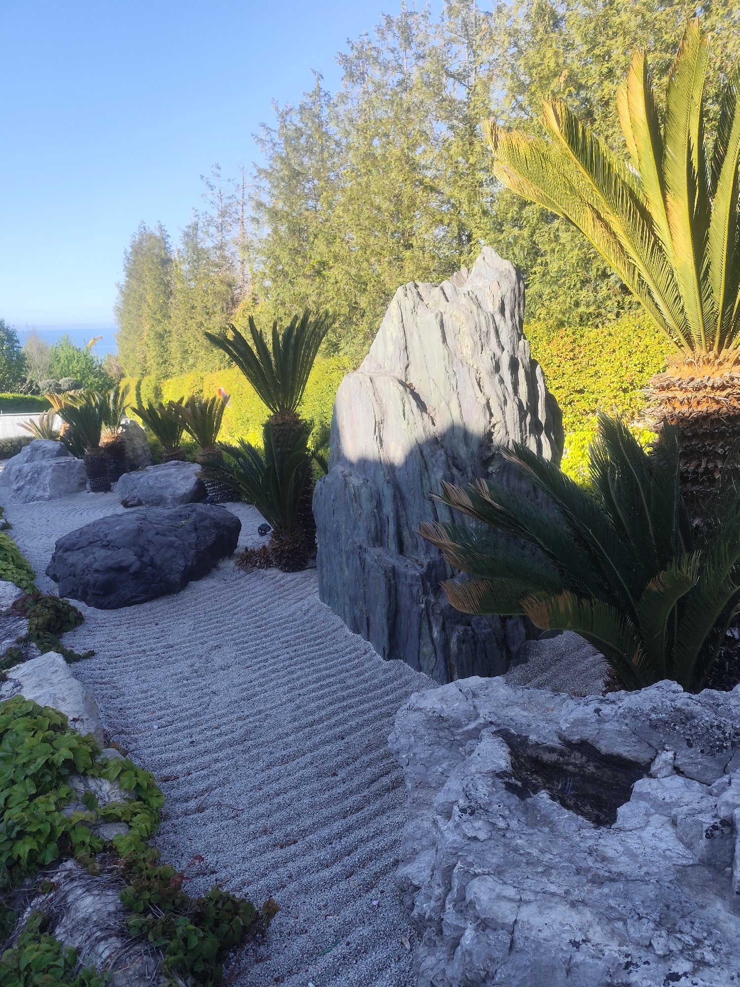 The image depicts a serene Japanese-style garden in Симеизский поселковый совет, Ukraine. A gravel pathway, meticulously raked with parallel lines, meanders through the scene. Large, irregularly shaped rocks are scattered throughout the garden, some partially covered in green vines. Several Sago Palms, with their spiky, frond-like leaves, punctuate the landscape. In the background, a line of tall, slender trees and a lower hedge create a sense of depth. A glimpse of the sea is visible in the far distance. The overall impression is one of tranquility and carefully cultivated natural beauty.