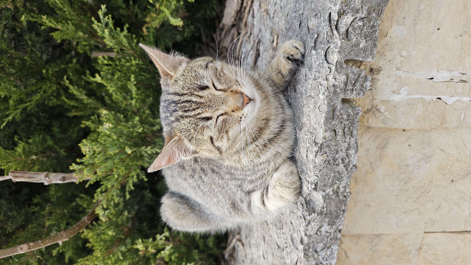 A close-up, portrait-oriented shot depicts a tabby cat with closed eyes, lying on a rough, grey stone surface, with a background of green foliage to the left. The cat appears to be resting or sleeping. The stone surface is likely part of a wall or structure. The cat is primarily grey with tabby markings on its head and back. The environment suggests an outdoor setting, potentially a garden or park. The location in Varna, Bulgaria is not definitively indicated but would be consistent with the natural environment features.