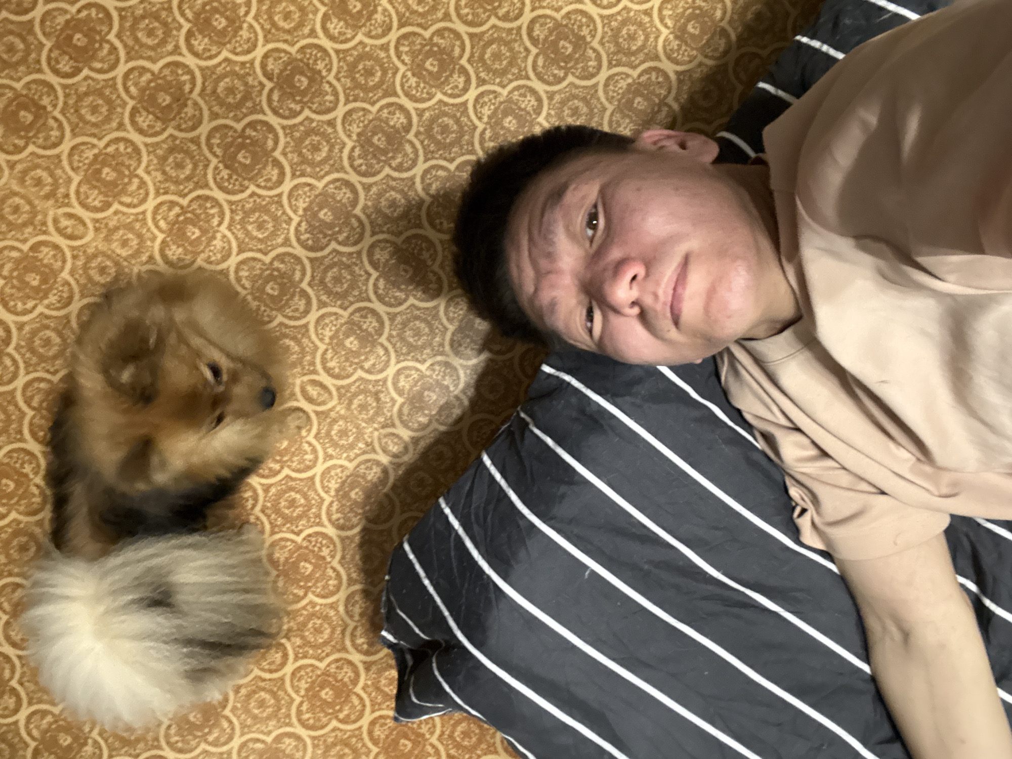 An overhead shot captures a Pomeranian dog resting on a patterned floor next to a person lying in bed. The dog, a mix of brown and light brown fur, has a large, fluffy white tail curled behind it. The person, with dark hair and fair skin, is wearing a light brown t-shirt and is positioned on a bed with black and white striped bedding. The floor has a repeating floral pattern in brown and yellow tones. The image appears to have been taken indoors, likely in a residential setting, in the city of Khimki, Russia.
