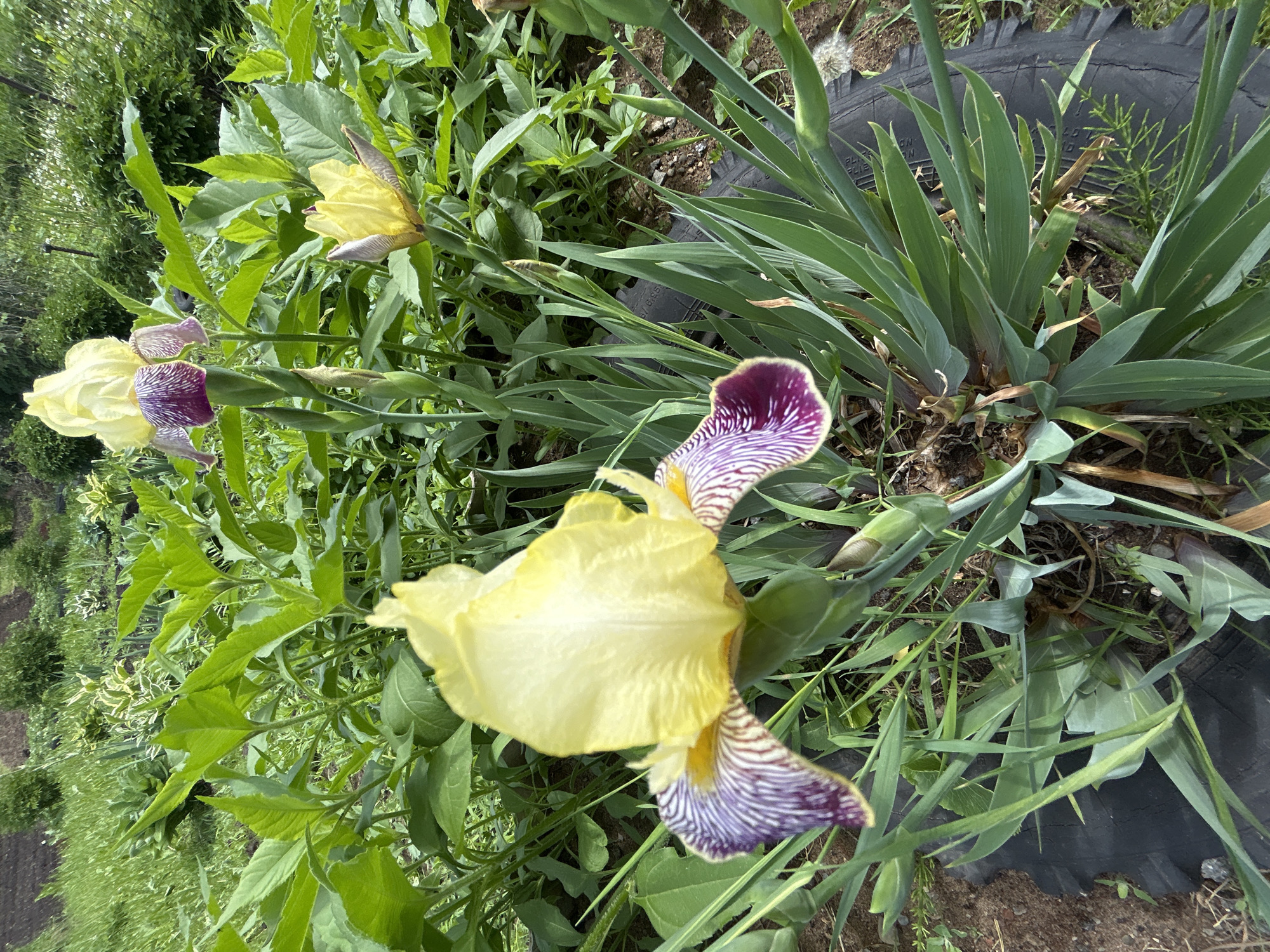 The image shows two irises with yellow petals and purple and white striped falls. The flowers are surrounded by green foliage and grass. A black rubber tire is partially visible in the background on the right side of the image. The location is not discernible from the image and cannot be confirmed as Noviy, Russia.