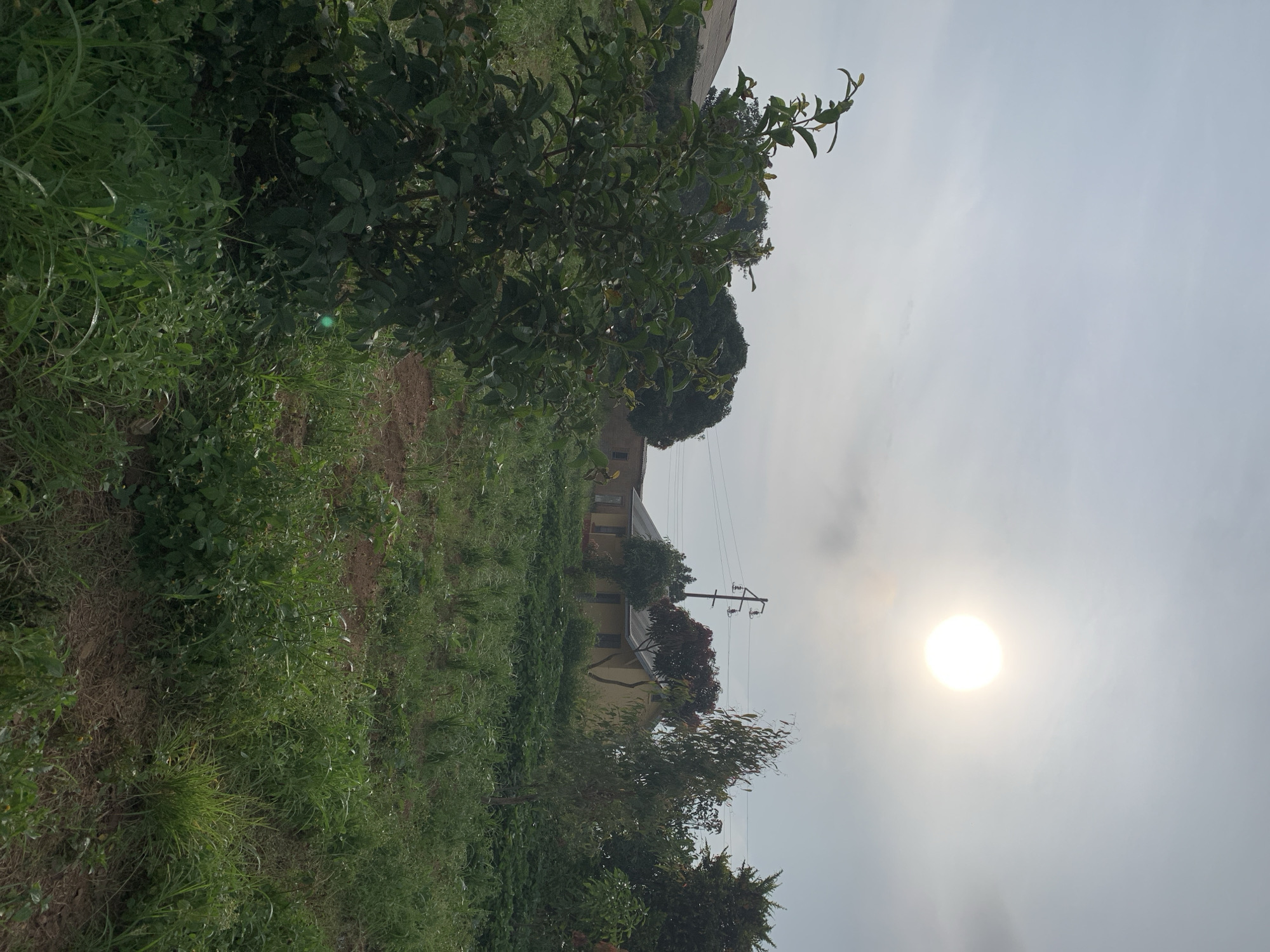 The image depicts a sunlit outdoor scene in Kuru Karama, Nigeria. The sun is a bright, almost white orb in a hazy, pale sky, casting a soft glow over the environment. In the foreground, a lush green bush is prominent on the left side of the frame. The ground is covered with various types of vegetation, including tall grasses and smaller plants, with patches of bare earth visible. In the mid-ground, a low-slung, yellow building with a dark roof stands behind a line of trees. A dark pole with electrical wires stretches across the middle ground. Various trees, some with dark red foliage and others with lighter green leaves, are scattered throughout the scene. The overall impression is of a rural or semi-rural setting under a bright, slightly overcast sky.