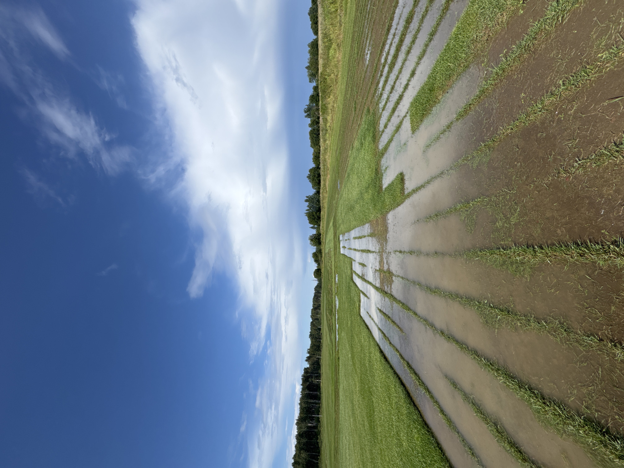 An aerial perspective shot captures a vast, partially flooded field under a dynamic sky. The foreground showcases rows of sod laid out in a pattern, with water pooled in the spaces between them, reflecting the blue and white of the sky. The field transitions to a lush green expanse, stretching towards a distant tree line that borders the horizon. The sky itself is a dramatic blend of deep blue and white clouds, with some appearing dense and possibly indicative of recent rainfall. The scene appears to be a sod farm, possibly in Innolovo, Russia, given the environmental context and landscape features that are consistent with the region. There are no people or animals visible in the frame.