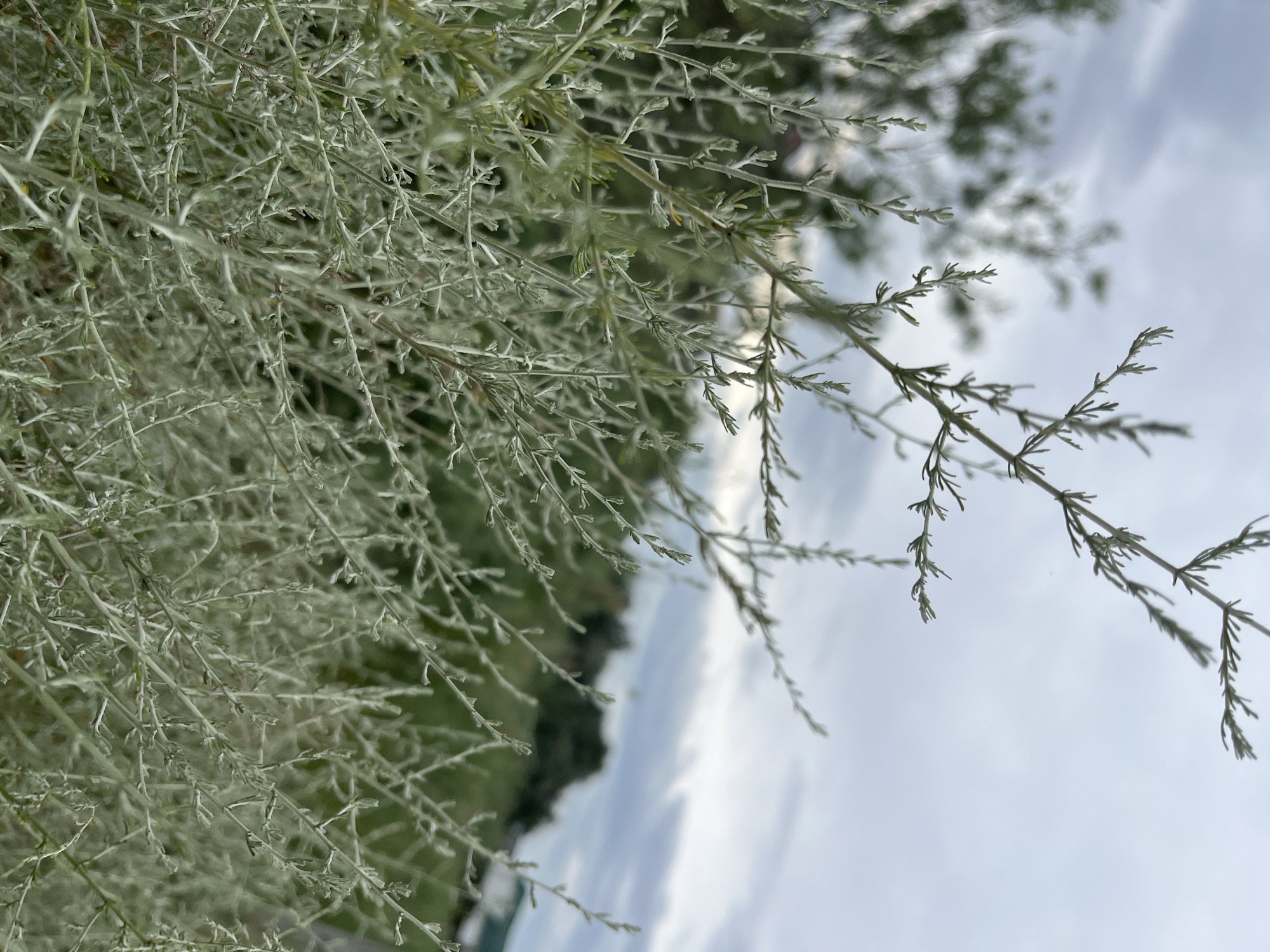 The image shows a close-up of a light-colored, bushy plant with thin, feathery leaves and branches against a blurred background of green foliage and a cloudy sky. The plant is in focus in the foreground, with its intricate structure of twigs and tiny leaves clearly visible. The background is out of focus, with hints of trees, grass, and a building or structure in the distance. The lighting suggests an overcast day. The scene is consistent with an outdoor environment, possibly a garden or a natural landscape. No people, specific actions, or interactions are depicted. The location is identified as Krasnyye Barrikady, Russia.