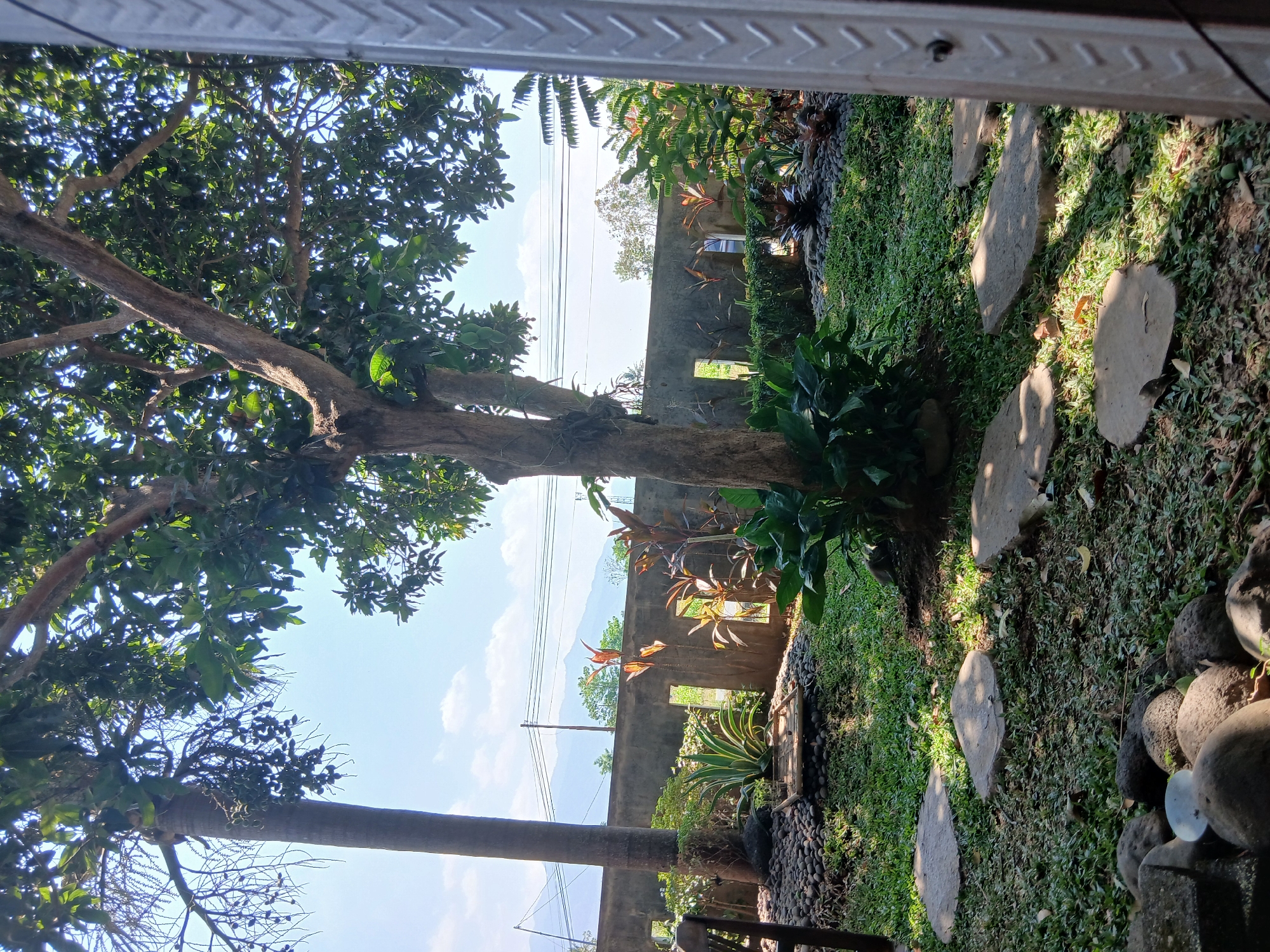 A sunlit outdoor scene in Sekarputih, Indonesia, features a lush garden with a stone pathway winding through manicured grass. Several large, flat stones form a natural walkway, leading past a variety of plants including agaves and ornamental foliage. A concrete wall with rectangular openings serves as a backdrop, separating the garden from the natural landscape beyond, which includes distant mountains and a clear blue sky with scattered clouds. A tall, mature tree with a thick trunk dominates the center of the frame, its branches adorned with green leaves and some hanging fruits. To the left, a slender palm tree stands tall, also bearing fruit. The ground is covered with a mix of grass, fallen leaves, and a scattering of decorative grey stones. In the foreground, a cluster of larger, weathered rocks adds to the natural aesthetic. The lighting suggests it is daytime, with sunlight casting dappled shadows across the garden.