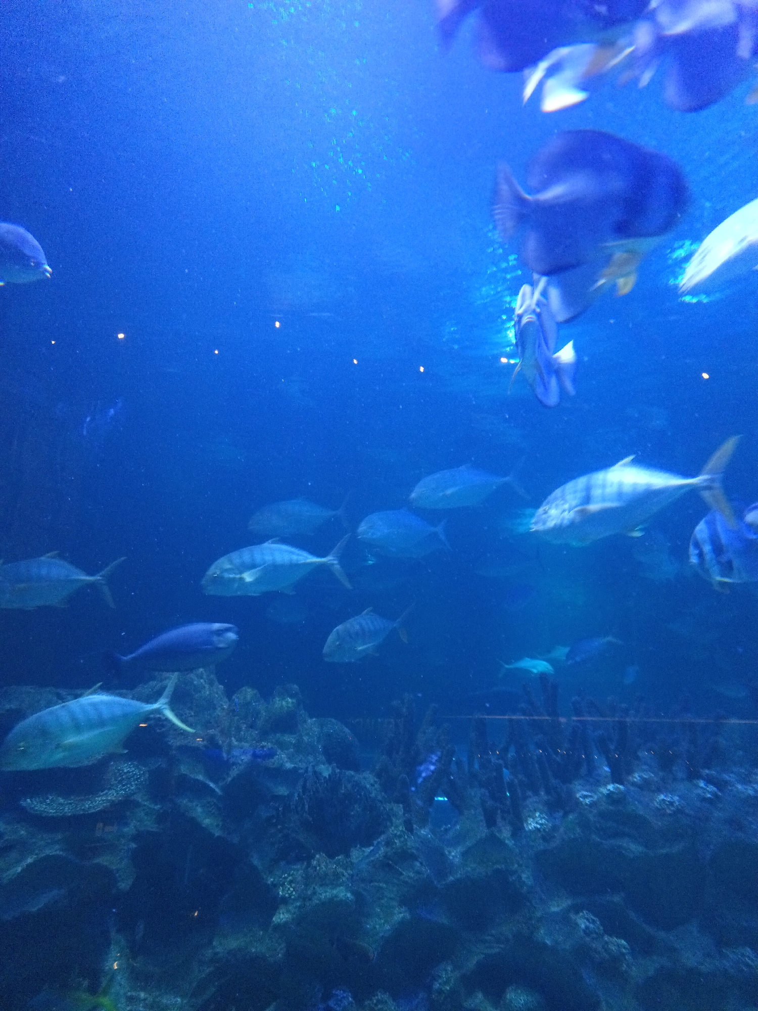 The image shows an underwater view of a large aquarium tank filled with numerous fish swimming in deep blue water. The tank contains a rocky seabed with coral formations and some artificial lighting creating bright spots throughout the scene. Several fish of varying sizes and species are visible, with some in focus and others blurred by movement. The scene is consistent with an exhibit at Aquaria KLCC, an oceanarium located in Kuala Lumpur, Malaysia.