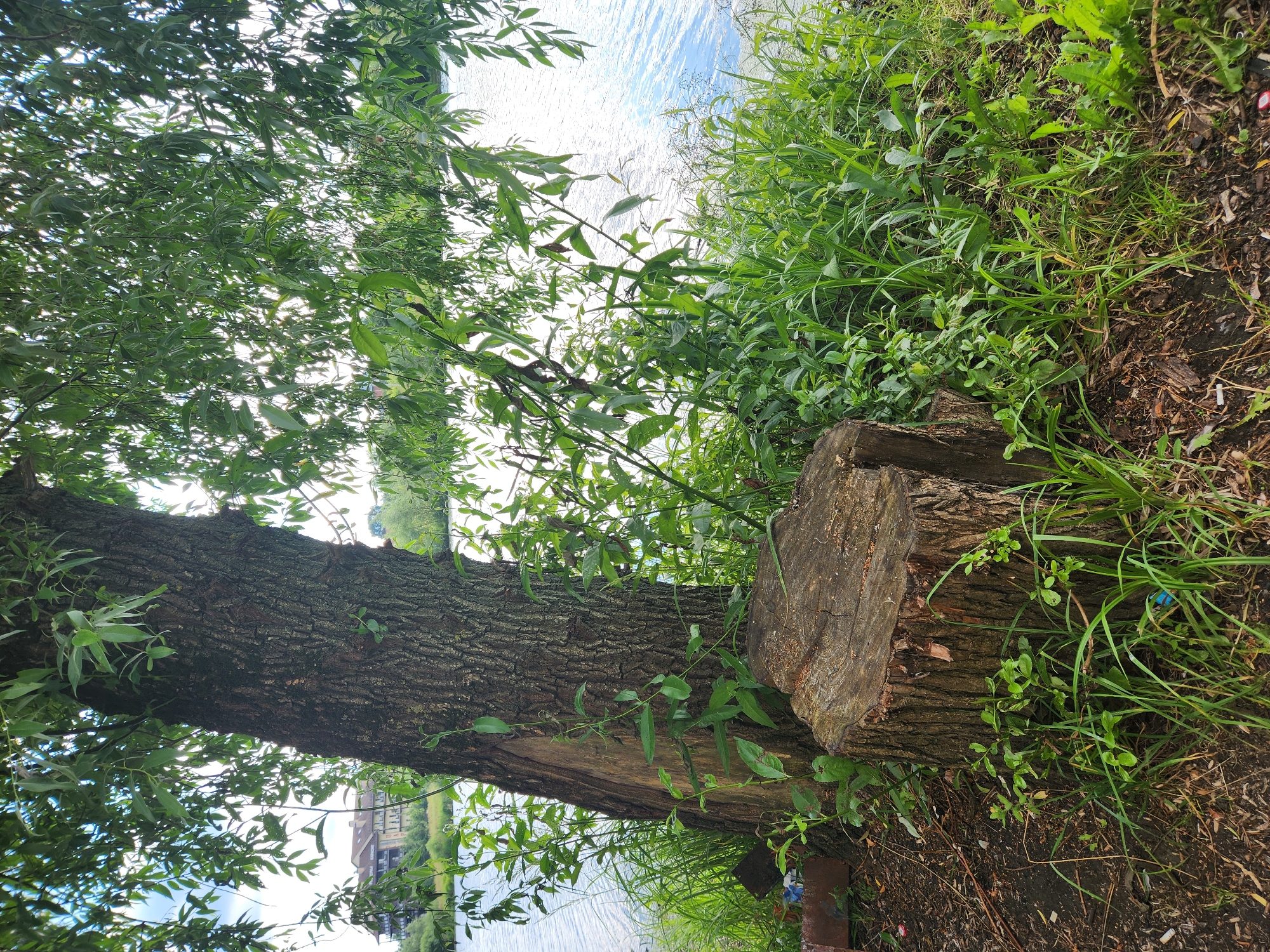 A medium shot shows a large tree trunk on the right of the image, positioned horizontally. The trunk is rough and textured with dark brown bark. To the right of the trunk is a weathered, cut log with a rough surface. Lush green grass and various plants grow around the base of the trunk and the log, with some plants extending onto the log's surface. In the background, water is visible, reflecting the sky. The leaves of a tree hang down from the top left of the frame, partially obscuring the view of the water and the sky. The overall scene depicts a natural, outdoor environment, likely near a body of water. The lighting suggests it is daytime, with the sun filtering through the leaves, creating a dappled effect. The image is oriented sideways, with the top of the frame appearing on the right. No people, text, or specific events are identifiable in the media file. The location context of Vniissok, Russia, suggests this could be a natural area like a park or a riverbank within or near the city.