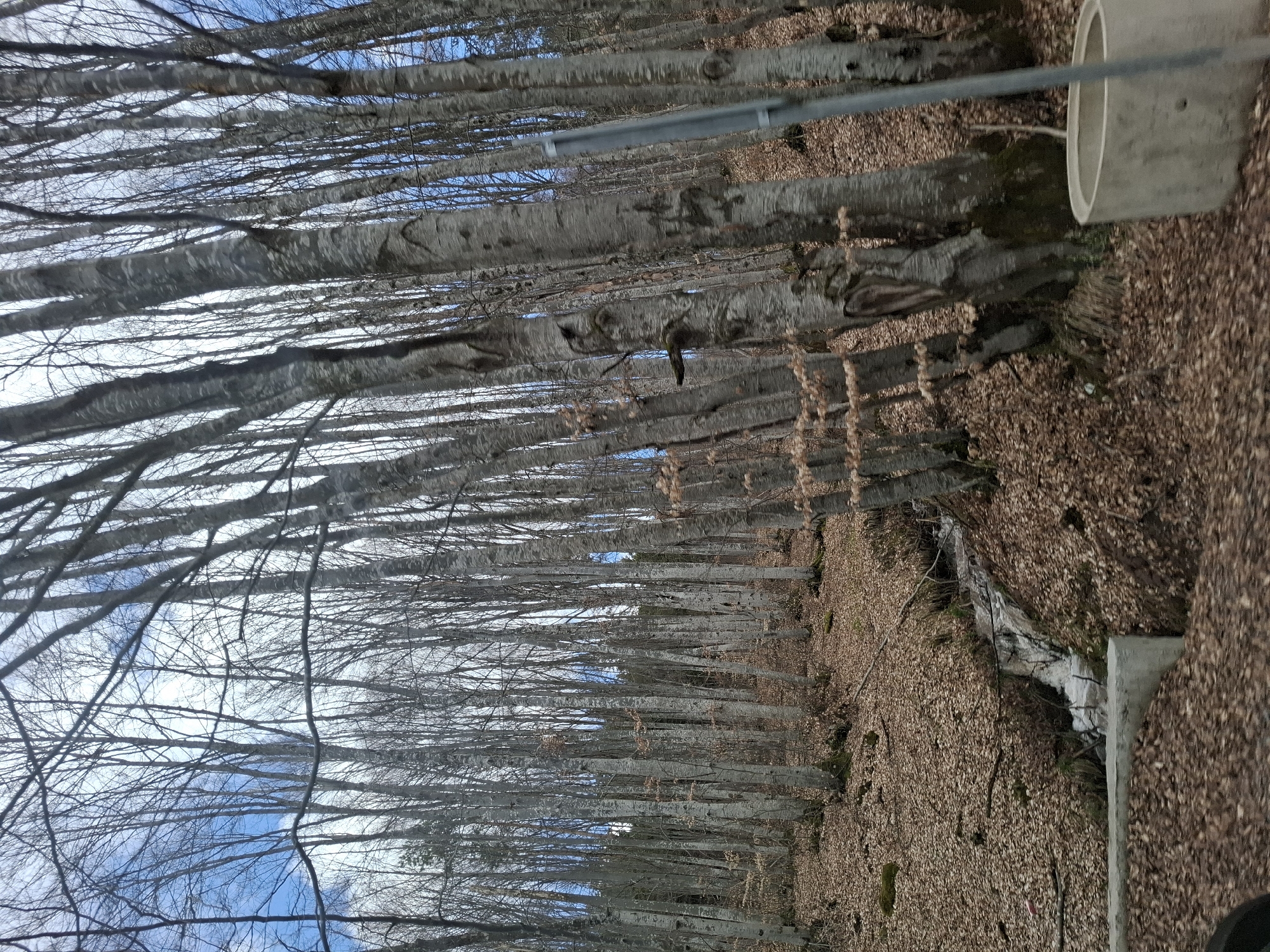 The image shows a forest of mostly bare trees, likely in late autumn or winter, near Gintsi, Bulgaria. The ground is covered in brown leaves. The trees are slender and appear to be closely spaced, creating a dense woodland. The trunks are gray, and a few bare branches are visible against the blue sky. There's a concrete structure, possibly a guardrail or road barrier, partially visible. The image is taken from a low angle, looking up through the trees.
