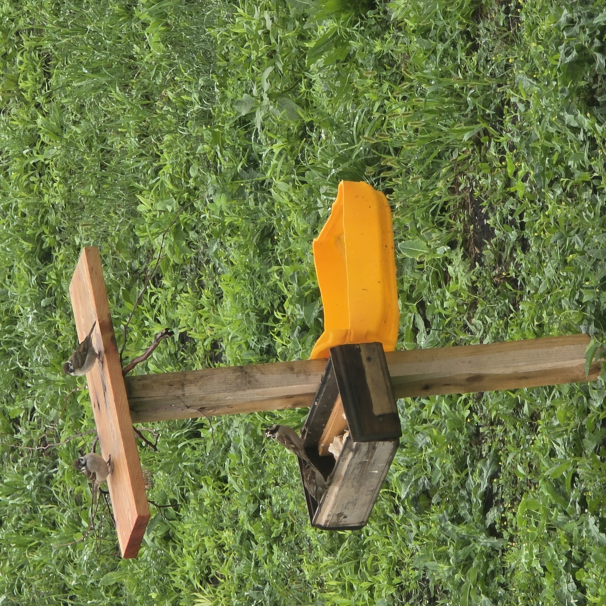 An outdoor, eye-level shot shows a wooden bird feeder with three sparrows. The feeder is on a wooden pole in a field of green grass. Two sparrows are on the top wooden platform of the feeder, while another is in the feeding tray. The feeding tray is a dark-colored box filled with birdseed and a piece of wood. To the right of the feeding tray is a bright yellow plastic water dish. The background is a dense field of green grass and other low-lying plants. The scene is lit by natural, overcast light.