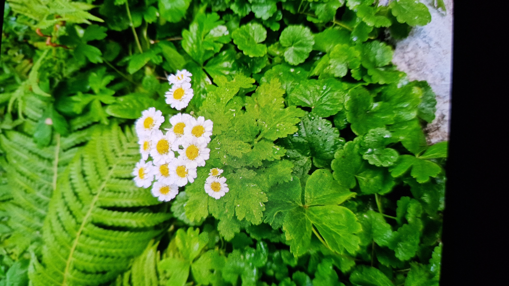 The image shows a cluster of white flowers with yellow centers, likely daisies, surrounded by lush green foliage. The flowers are in the foreground, with a large fern frond to the left and other leafy plants filling the background. The scene appears to be in a garden or natural setting. There is no indication of the city of Kostanay, Kazakhstan, or any specific location within it. There are no people or discernible actions taking place in the image. The environment is characterized by vibrant green vegetation and the delicate white and yellow blossoms.