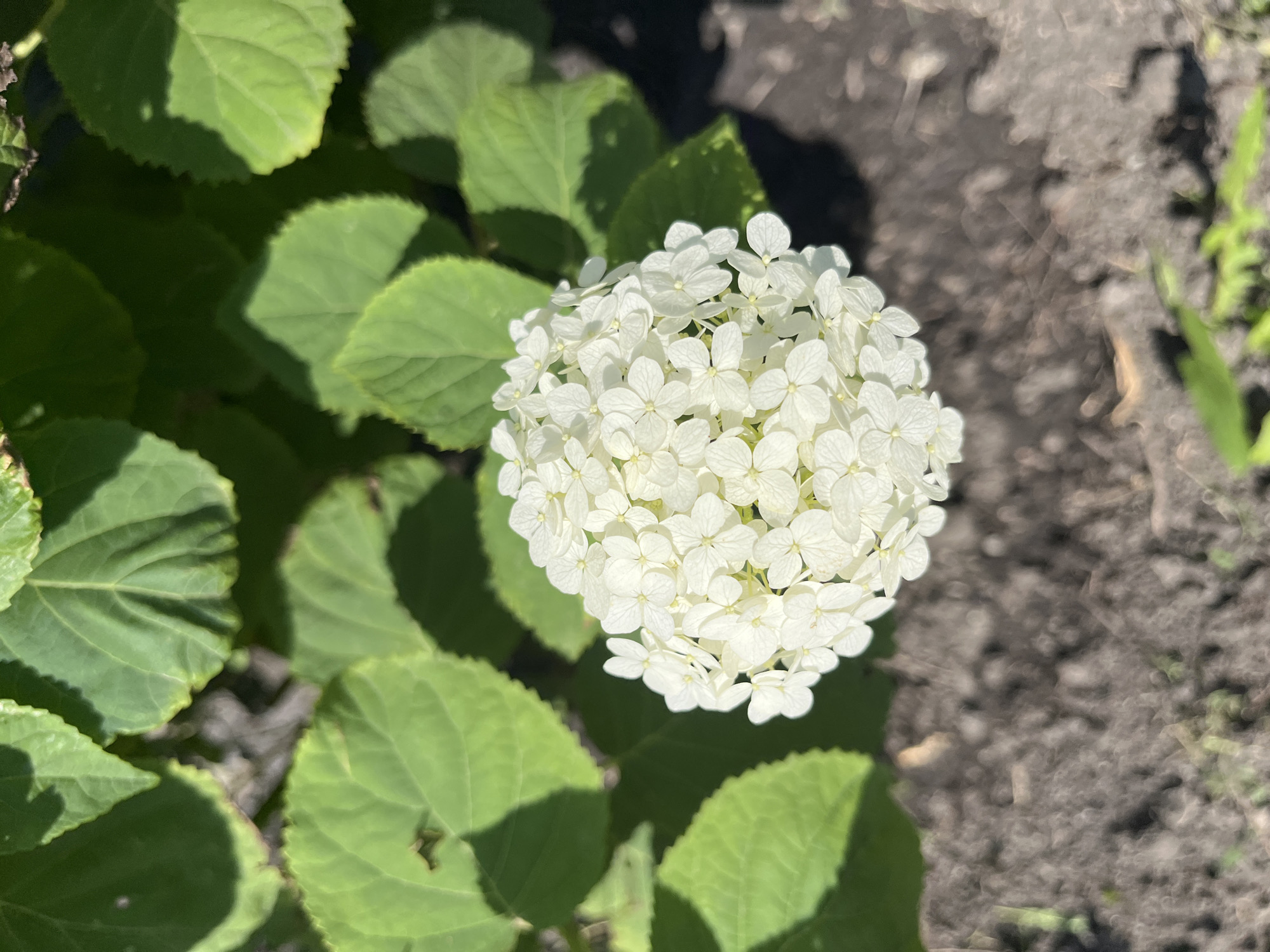 The image is a close-up, overhead shot of a white hydrangea flower. The flower is spherical and composed of many small, delicate petals. Surrounding the flower are large, green hydrangea leaves, some of which are in sharp focus while others are blurred. The ground beneath the plant appears to be dark soil with some scattered pebbles and debris. The scene is illuminated by bright sunlight, casting shadows from the leaves onto the ground and the flower. The image was taken outdoors, likely in a garden or park setting. There are no people or animals visible in the image.