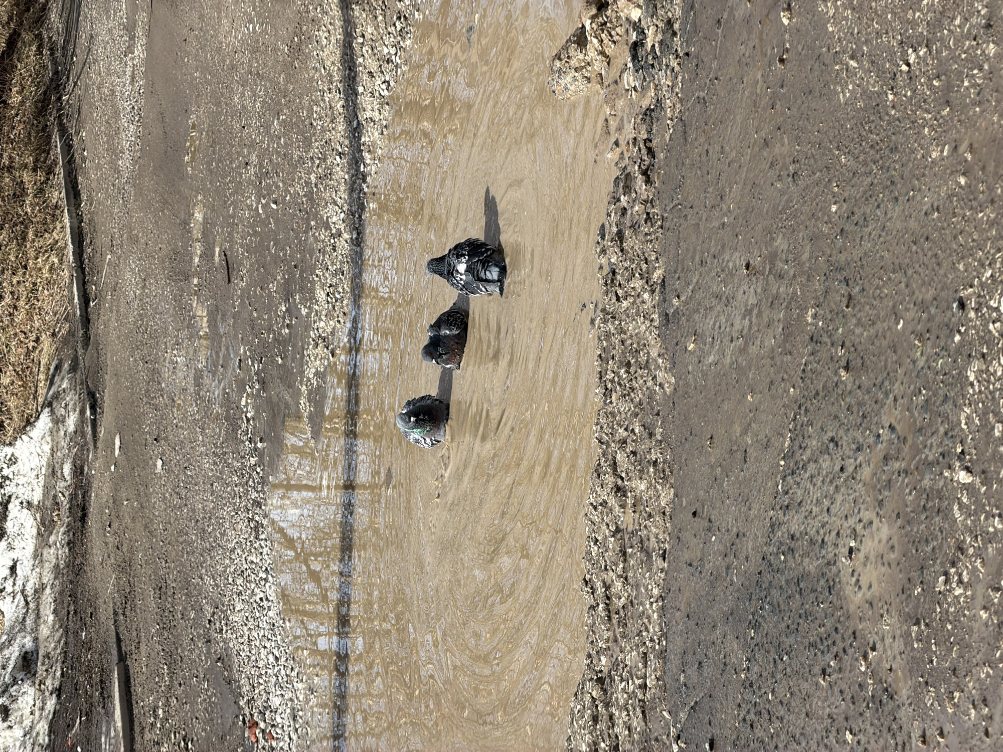 Three pigeons stand in a puddle of muddy water situated between a gravely area and an asphalt road. The location is Berezniki, Russia.