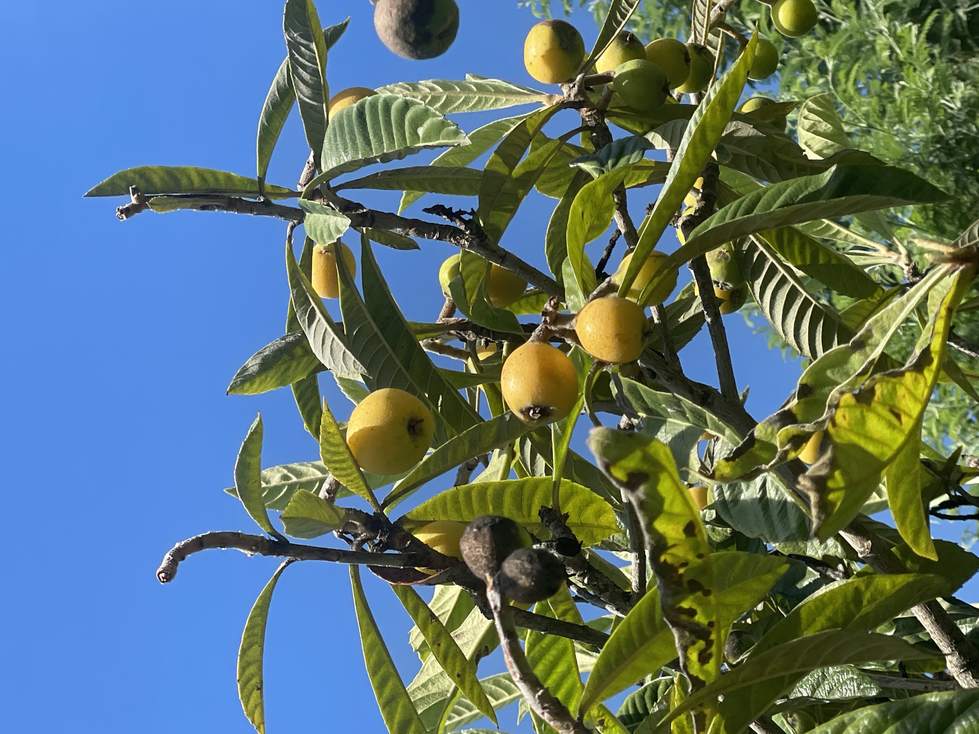 The image depicts a low-angle view of a loquat tree branch laden with ripe, yellow loquat fruits against a clear, bright blue sky. The leaves are long and textured, characteristic of loquat trees. Some leaves show signs of damage or discoloration. There are also some undeveloped or decaying fruits present on the branch. The environment appears to be outdoor. Location information, namely Sirius, Russia, cannot be verified from the visual data.