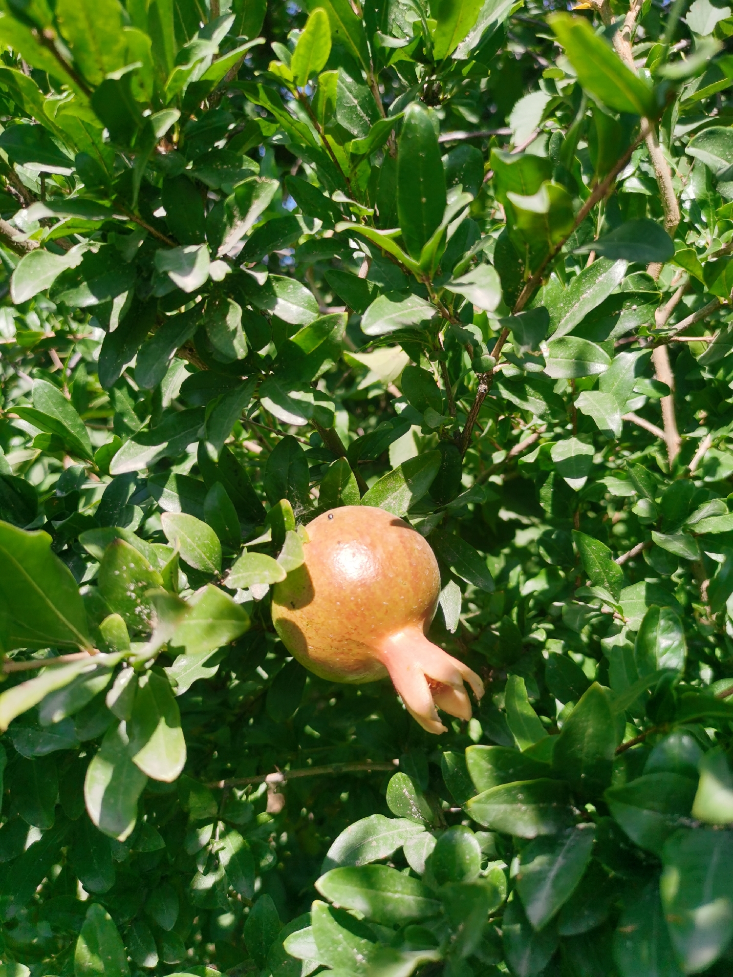 A single, small, unripe pomegranate, tinged with pink and orange, hangs from a branch amidst a dense canopy of vibrant green leaves. The fruit is positioned slightly off-center to the right in the frame. The foliage is lush and appears healthy, with sunlight dappling through, creating shadows and highlights. The image captures a close-up view of the fruit and its surrounding leaves. This scene is located in Karabair, Uzbekistan.