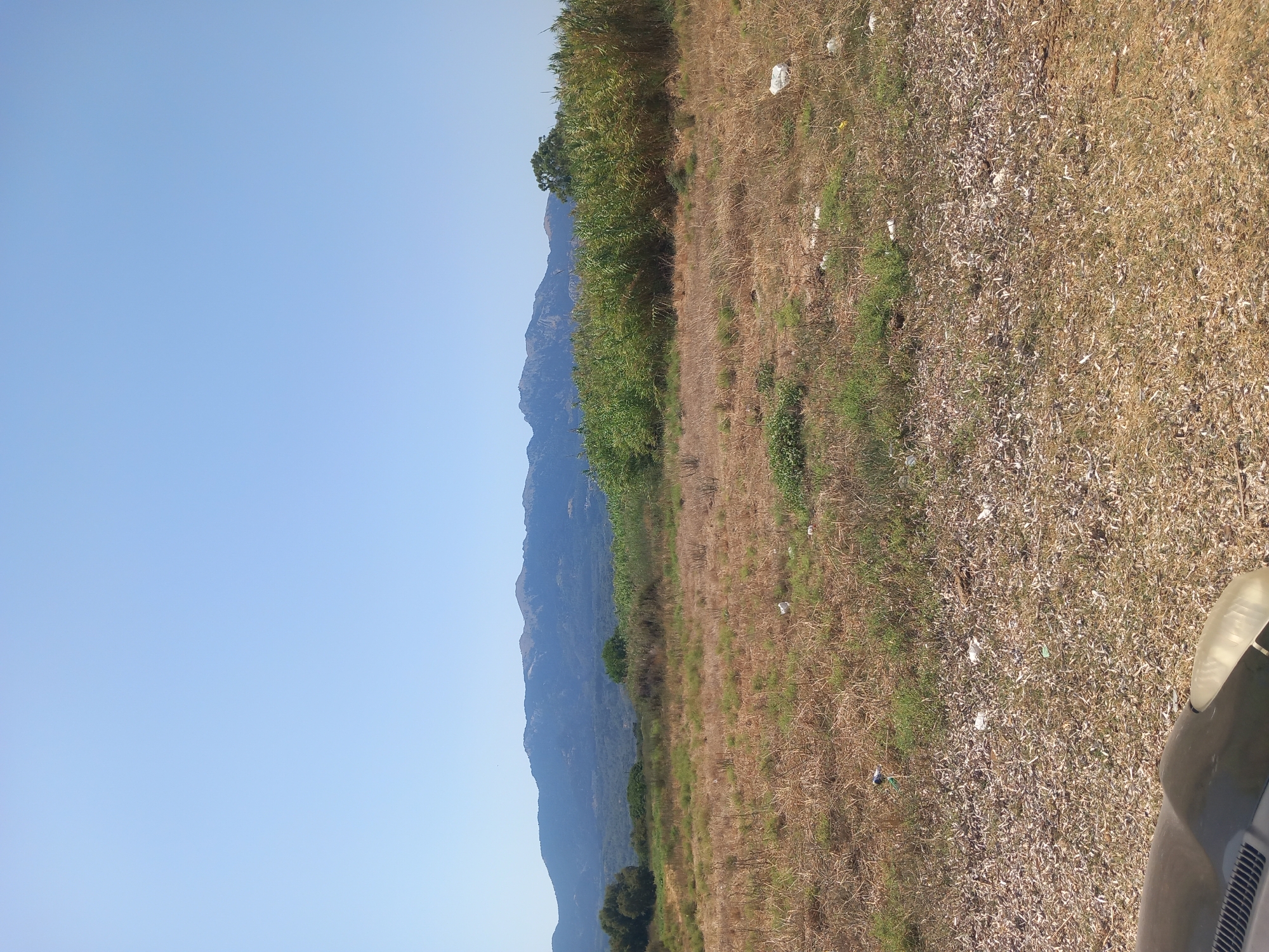 A wide, low-angle, vertical shot captures a sun-drenched, arid landscape under a clear, pale blue sky. The foreground is dominated by dry, brown grass littered with small white debris. To the left, the dark, curved hood of a vehicle is visible.
In the midground, a band of tall, green reeds or bamboo stretches horizontally across the frame, separating the dry grass from the distant mountains. Behind the reeds, the landscape appears to become more densely forested with various shades of green.
The background is defined by a large, majestic mountain range, its peaks silhouetted against the sky. The mountains are rugged and appear to be covered in sparse vegetation or rocky outcrops. The overall impression is one of a dry, rural environment, likely in a Mediterranean climate, given the characteristic dry grasses and distinct mountain formations. The location is identified as Zipari, Greece.