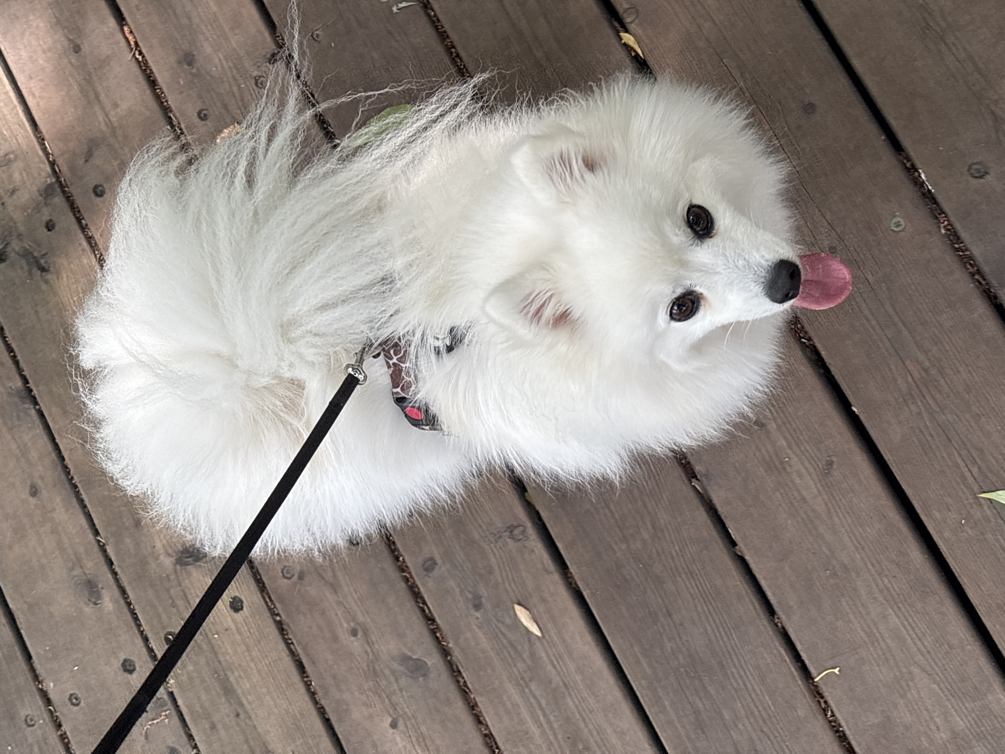 An overhead, full-body shot features a fluffy white dog with its tongue out, sitting on a wooden deck. The dog is wearing a patterned harness with red accents. A black leash is attached to the harness and extends out of frame to the upper left. The wooden deck is made of planks laid horizontally across the frame, with visible grain and knots. Scattered on the deck are a few fallen leaves and some debris in the gaps between the planks. The lighting suggests it is daytime. The location is identified as Kazan, Russia.