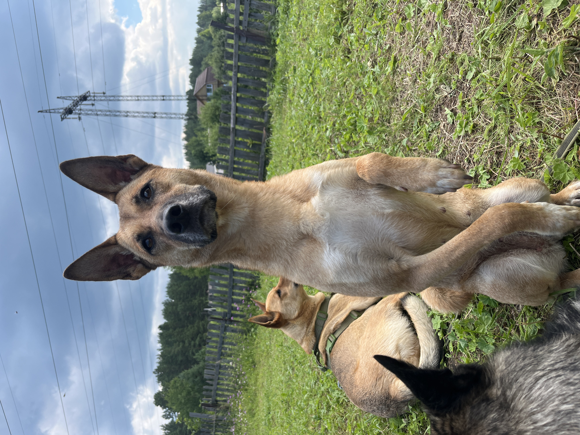 A tan dog is sitting upright on its hind legs in a grassy field, facing the camera. Its front paws are crossed. Behind it, another tan dog is lying down, facing to the left, wearing a green harness. A dark-colored dog's head and ear are visible in the lower left corner. In the background, there is a wooden fence, trees, a few houses, and a tall electrical tower against a cloudy sky. The scene appears to be in a rural or suburban area, likely on the outskirts of Nizhny Tagil, Russia, given the presence of traditional wooden houses and the general landscape.