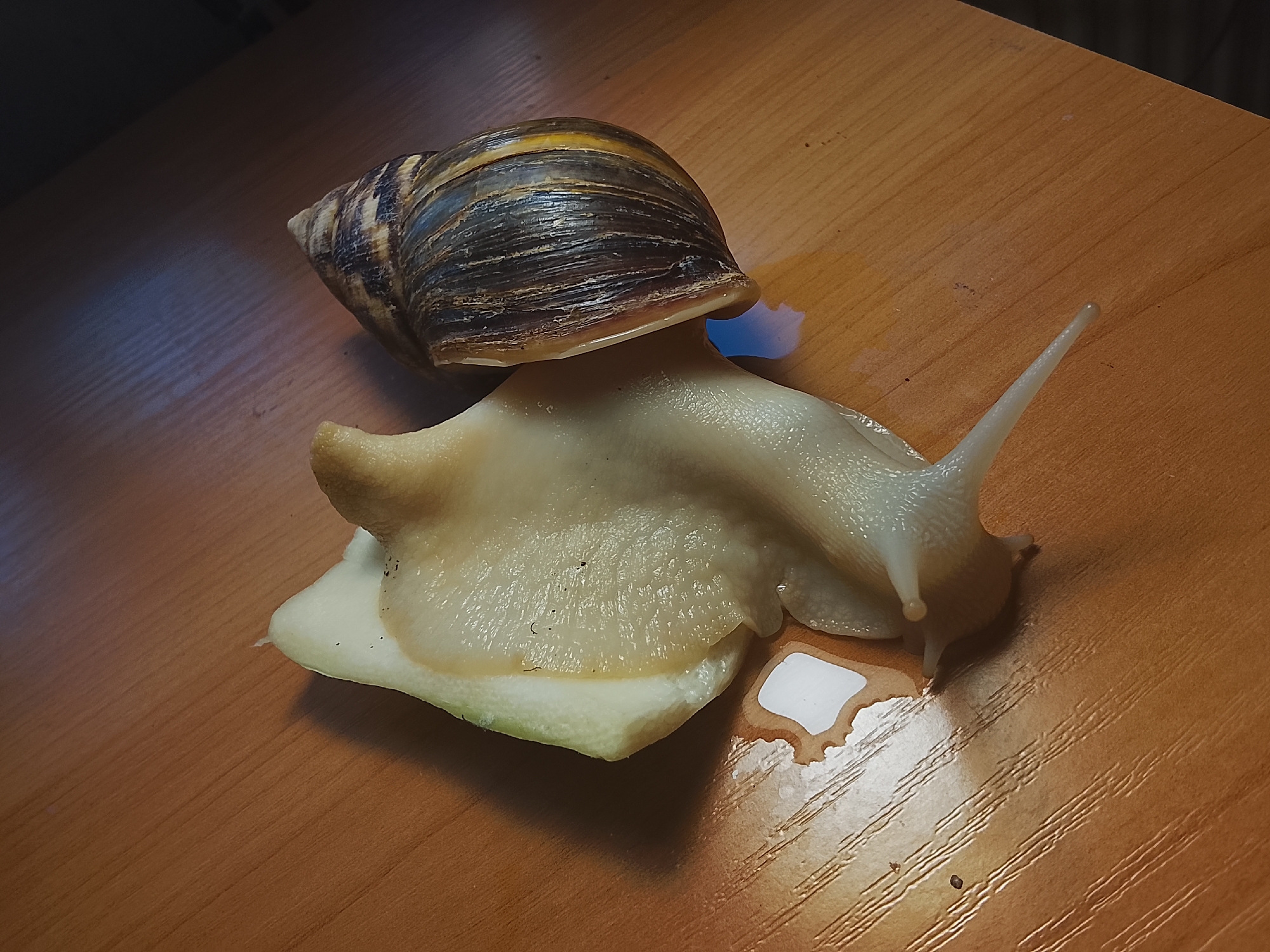 A close-up, eye-level shot shows a large land snail on a wooden surface. The snail has a brown and yellow striped shell and a pale, fleshy body. It is positioned on a slice of what appears to be green apple or cucumber. The snail's body is glistening with mucus, and there are droplets of liquid around it on the wooden table. The wooden surface has a visible grain pattern and appears to be a table. The background is dark and out of focus, suggesting indoor lighting conditions. There are no people present.