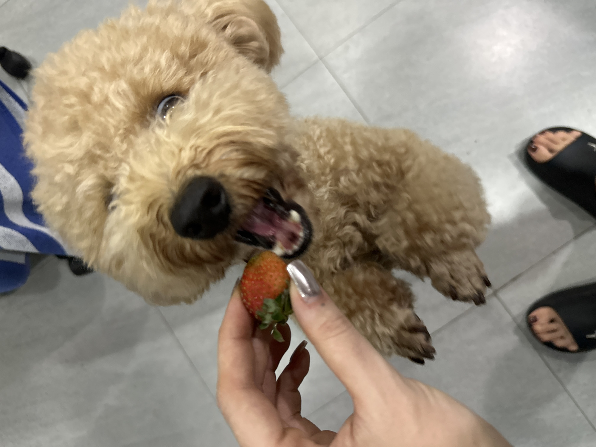 An eye-level shot captures a light brown, fluffy poodle excitedly reaching for a strawberry offered by a human hand in an indoor setting. The dog, with its head slightly tilted and wide, eager eyes, is intensely focused on the red fruit. Its mouth is open, revealing its tongue and some teeth, conveying anticipation and excitement. Its curly, well-groomed fur is prominent throughout its body.
A person's hand, positioned in the lower center, delicately holds a ripe red strawberry by its green stem. The hand features long, shiny, possibly metallic silver or chrome nail polish, adding a distinct detail. In the background, to the right, a partial view of a human foot wearing a black, open-toed sandal is visible on the light-colored, possibly gray or off-white, tiled floor. The tiles show subtle grout lines, indicating a clean interior environment. A blue and white striped fabric is partially visible next to the dog's left side.
The image portrays a heartwarming and playful interaction between a pet and its owner, centered around the act of offering a treat. The dog's expression is one of pure delight and eagerness. The lighting appears bright and even, typical of an indoor space. This joyful moment takes place in an interior setting, within the context of North Kuta, Indonesia. No visible text is present in the image.