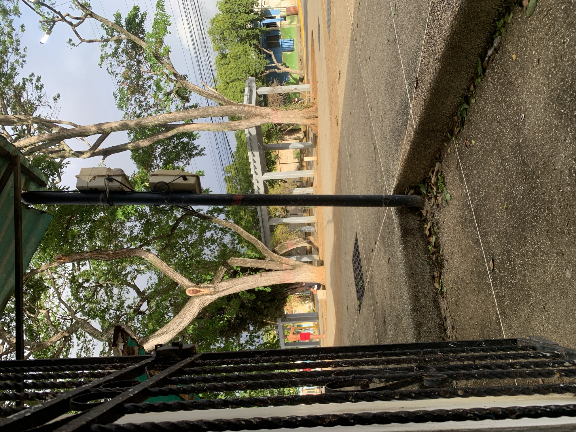 The image, originally rotated 90 degrees clockwise, depicts an outdoor scene in La Tagua, Venezuela, likely a street or public area bordering a residential zone.
In the foreground, a heavily weathered, black wrought-iron fence or gate with twisted decorative bars creates a barrier at the bottom of the frame. To the left, a black utility pole stands prominently, featuring two off-white utility boxes or electrical meters strapped to its upper section. The ground consists of coarse aggregate concrete pavement, possibly a sidewalk, with a slight curb and scattered leaves and debris. A metal drainage grate is visible further along the path.
The mid-ground is characterized by several large trees with thick, light-colored trunks and extensive, gnarled branches. Some branches are covered in green leaves, while others appear to have been recently pruned or are bare. Sunlight filters through the canopy, creating varied lighting. Behind the trees, a grey concrete pergola-like structure stretches across the scene, hinting at a shaded public space. A shirtless man in red shorts is visible in the mid-right, standing and holding a long stick.
In the background, a street or unpaved path leads to a cluster of simple, low-rise buildings painted in distinct colors, notably blue and green, reflecting local architecture. Overhead, a network of utility wires spans across a bright, partly cloudy sky. The lighting suggests it is daytime, possibly morning or late afternoon, with soft shadows. No visible text is present in the image.