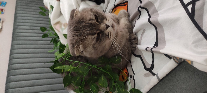 A gray-furred Scottish Fold cat is positioned centrally in the frame, facing forward with its head slightly angled to the right. Its ears are folded, characteristic of the breed. The cat's eyes are partially closed, and its mouth exhibits a slight downturn. Its front paws are tucked beneath its body. Artificial green foliage, resembling a vine, is draped over the cat's left side and back. The cat rests on white bedding featuring a pattern of irregular black and light gray shapes. In the background, a gray upholstered headboard with vertical channels is visible. The scene is set indoors, within a room in the city of Fryazino, Russia.