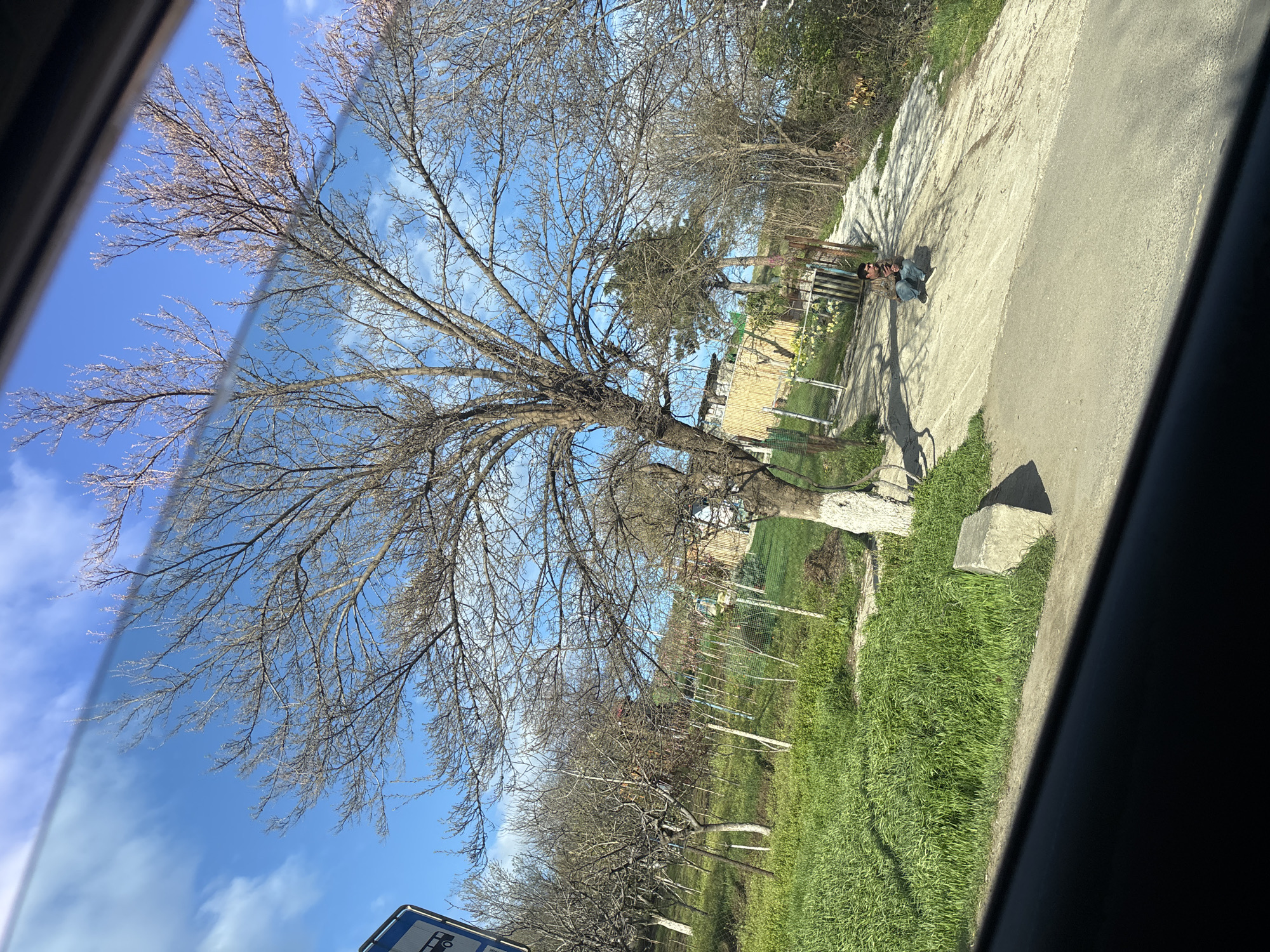 The image shows a view from inside a vehicle, likely a car. A large tree with bare branches dominates the left side of the frame, set against a partly cloudy, blue sky. The tree's trunk is partially whitewashed. To the right, there is a concrete path or road with a person sitting on it, partially obscured by the tree's shadow. A wooden fence and green vegetation are visible behind the path. A concrete block sits near the edge of the road. The foreground includes parts of the vehicle interior (the window frame). The location is near a residential area. No specific location data, such as an address, can be determined from the image, and the specific city, Tbilisi, Georgia, cannot be confirmed.
