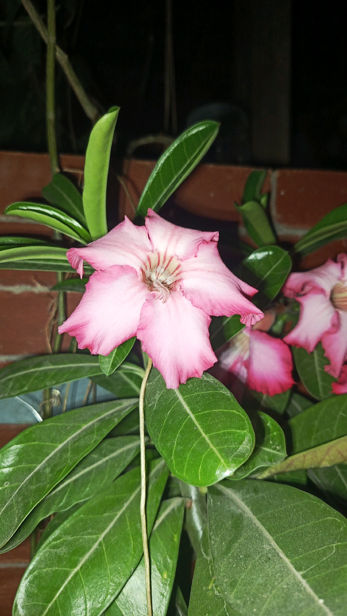 A close-up, low-angle shot captures a vibrant pink Adenium flower in bloom, likely in Babadan, Indonesia. The flower, with its delicate, ruffled petals and pink-to-white gradient, is the central focus. It is surrounded by lush, dark green leaves, some of which are partially obscured by the main bloom. The background features a brick wall with a textured, reddish-brown hue, suggesting an outdoor or semi-outdoor setting. The lighting appears to be artificial, casting soft shadows and highlighting the dew-kissed appearance of the petals. In the distance, another Adenium flower and a blurry, dark background suggest more of the plant or its surroundings. The overall scene evokes a sense of natural beauty and botanical interest.
