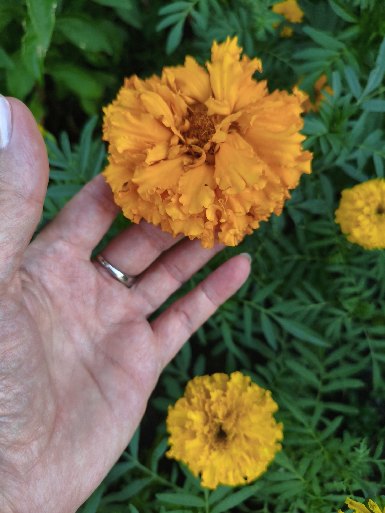 A close-up, high-angle shot shows a person's left hand, with light skin and a silver ring on the ring finger, holding an orange marigold flower. The flower is in focus and fills the right side of the frame. The background is a blur of green foliage, with two additional yellow marigold flowers visible in the lower right and upper right corners. The lighting is natural, creating soft shadows. The location is unknown.