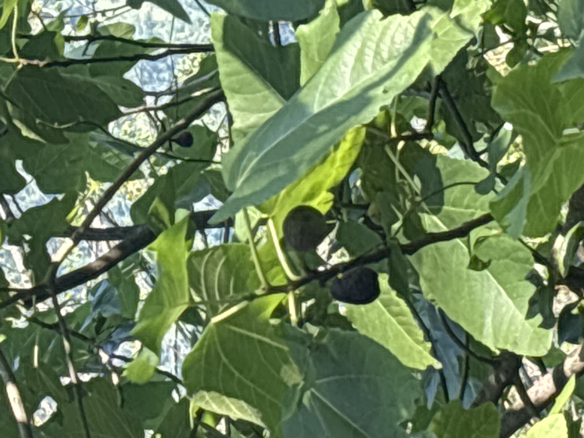 The image shows a close-up view of a fig tree with several dark-colored figs. The leaves are large and green, with visible veins. The figs appear to be ripe and are clustered on a branch. The background consists of more foliage and dappled sunlight. There are no people or structures visible in the image. The scene is outdoors, likely in a garden or orchard, given the presence of a fruit-bearing tree. There is no information in the image to suggest a specific location in Sochi, Russia.