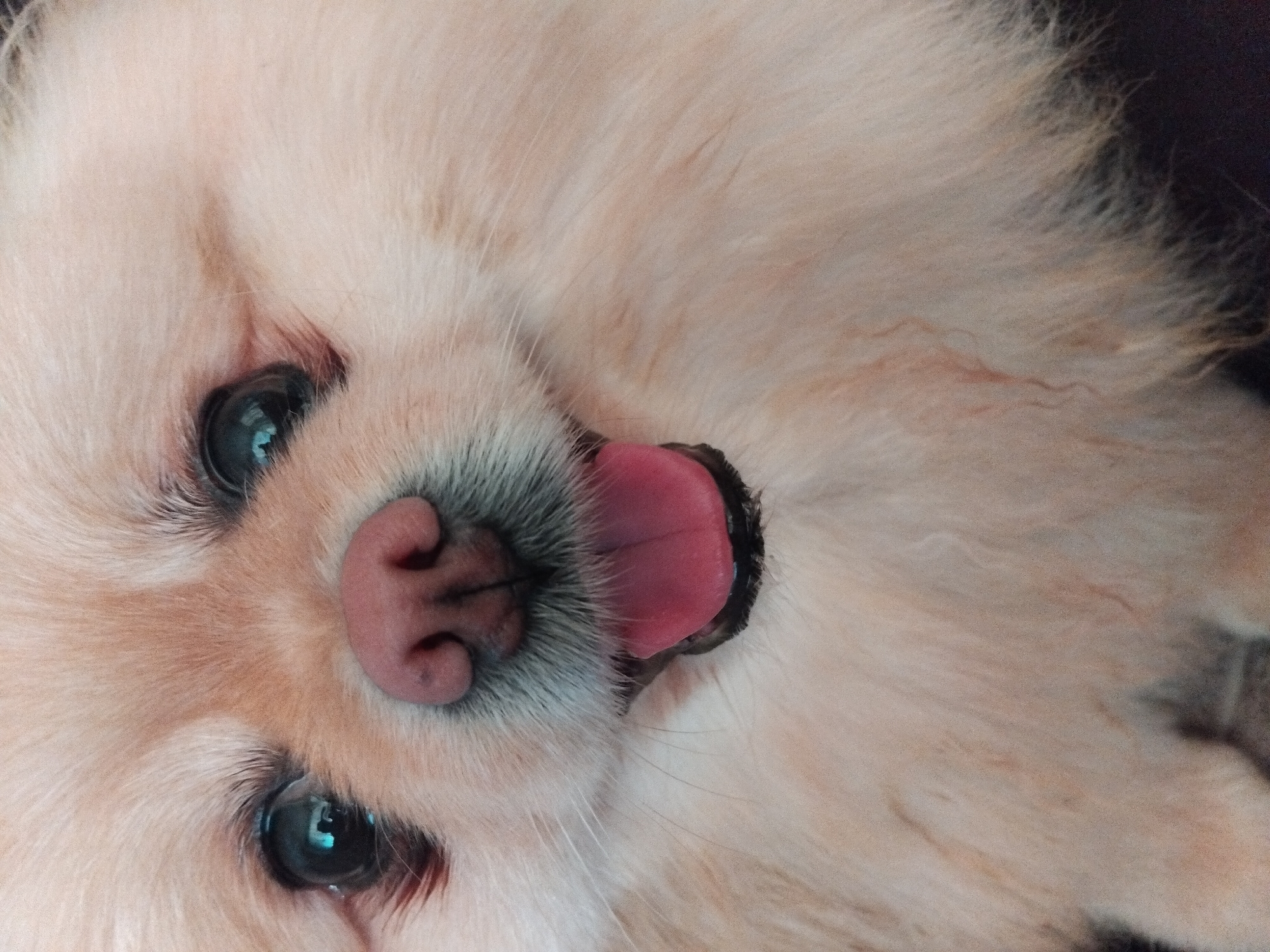A close-up, slightly angled, portrait-style photograph depicts a Pomeranian dog. The dog has a pink nose, black and gray fur around its mouth, and an extended pink tongue. Its eyes are dark and round. The dog is surrounded by its cream-colored fur, which dominates the frame. The background is dark and out of focus. There is no evidence to suggest the location is Apriltsi, Bulgaria.