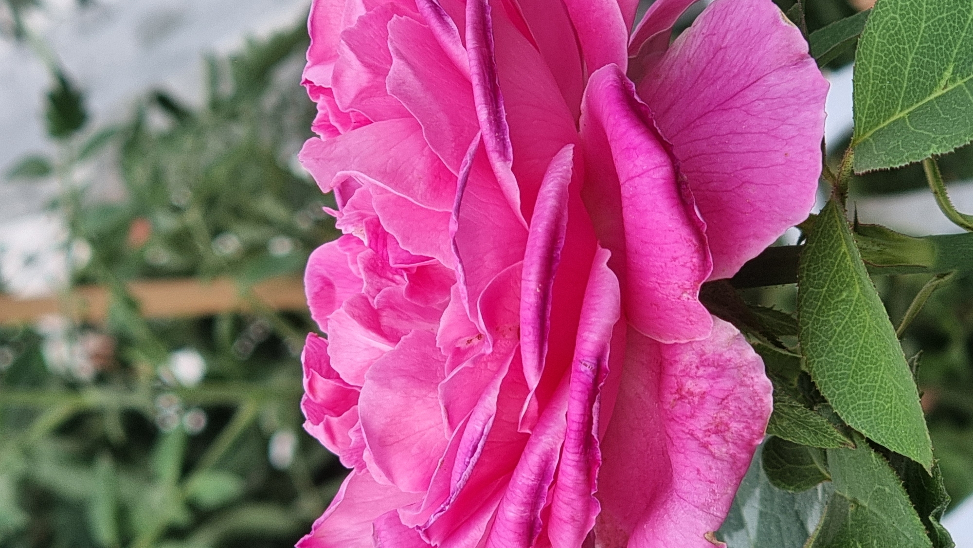 The image is a close-up, vertical, outdoor photograph of a vibrant pink rose in bloom. The rose fills most of the frame, with its lush, ruffled petals prominently displayed. The petals show a range of pink hues, with darker, almost purple, edges on some of the outer layers. Delicate veins are visible on the surfaces of the petals, and a few slight imperfections add to the natural texture. The lower part of the image shows several green rose leaves and a portion of the stem. The background is softly blurred, with hints of green foliage and a light-colored, vertical element that could be a stake or part of a trellis. The lighting suggests it is daytime, and the focus is sharp on the rose. The photograph was taken in the municipality of Sant Joan Les Fonts, Spain.