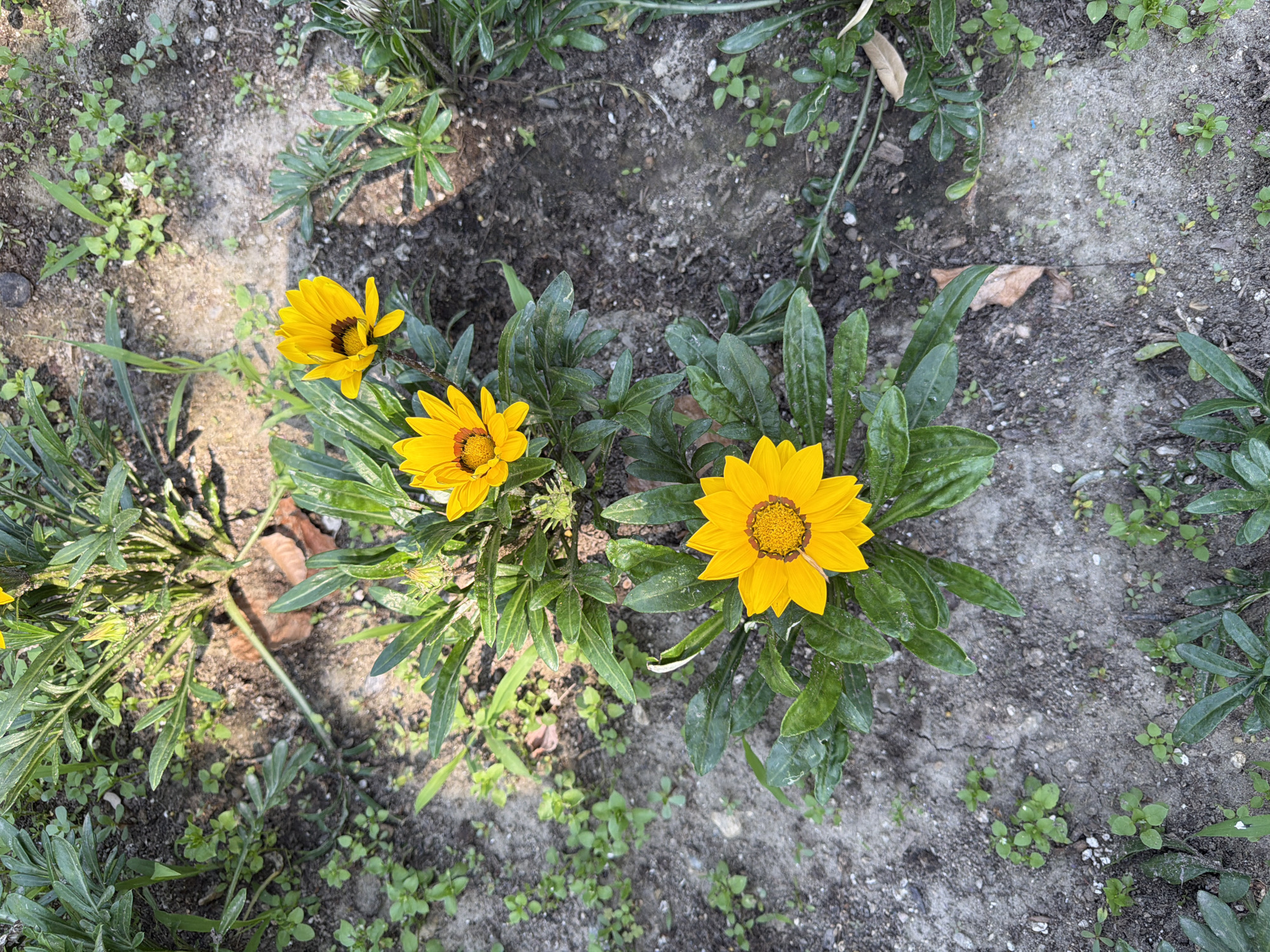 A close-up, overhead shot shows three vibrant yellow Gazania flowers blooming in a garden bed. The flowers have dark centers and delicate, ray-like petals. The surrounding ground is dry, dusty soil, interspersed with small green weeds and some fallen leaves. The flowers are part of larger plants with long, green, lance-shaped leaves. The image appears to be taken in Pazardzhik, Bulgaria, given the context of other images from this collection. No people are visible in the scene.