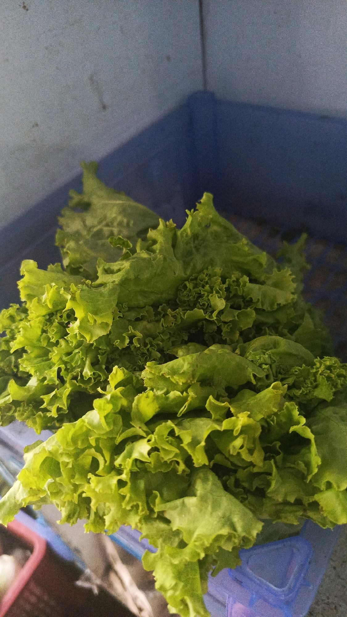 A close-up, overhead view of a bunch of bright green, leafy lettuce is captured. The lettuce is piled high, with ruffled and curled edges on its leaves, suggesting it is a variety like frilly leaf lettuce. The leaves are vibrant and appear fresh. The lettuce is positioned in a blue plastic container, which is partially visible at the bottom right and top right of the image. The container's texture and color indicate it is a common household or market item. The background is out of focus, but it appears to be a light blue or grey surface, possibly a wall or a shelf, with some indistinct dark areas. There are no people or animals visible in the image. The scene is likely set indoors, given the lighting and the presence of plastic containers. The image's focus is solely on the lettuce, highlighting its texture and color. The location in Kadipaten, Indonesia, is a contextual detail provided but not visually represented in the image itself.