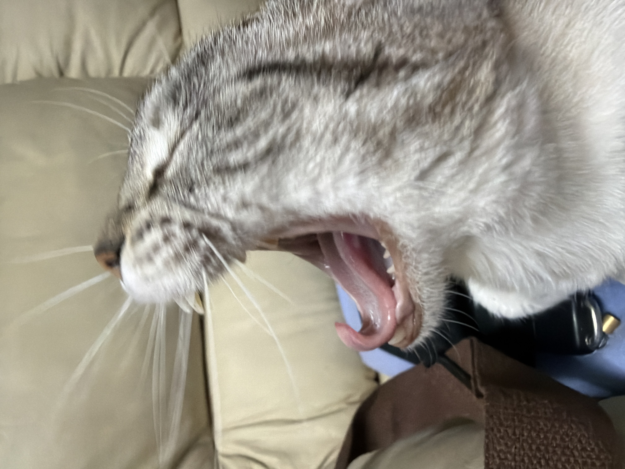 The image shows a close-up of a cat yawning. The cat has grey and white fur with darker grey stripes on its head and back. Its mouth is wide open, revealing a pink tongue and teeth. The background appears to be a cream-colored sofa. There are no people or elements related to Orihuela, Spain present in the image.