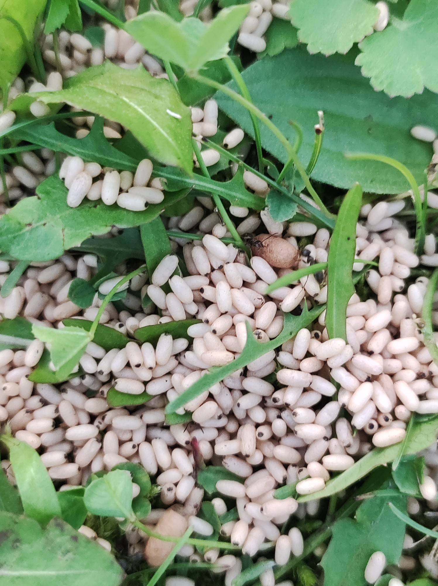 The image shows a close-up view of a cluster of pale, oval-shaped objects, possibly insect eggs or larvae, nestled among green grass and leaves. The objects are light beige or off-white with darker specks at one end. They are densely packed together, with some slightly overlapping. Several green leaves and blades of grass are interspersed throughout the scene, some of which appear to be partially covering the objects. The lighting suggests it is daytime, with natural light illuminating the scene. The setting is outdoors, likely in a grassy area. There is no visible text in the image. The image has been cropped to focus on the collection of objects and vegetation. One of the cropped images reveals a small, dark insect on a brown, cocoon-like object amidst the pale specimens. Another cropped image shows a very small, white object on a green leaf, possibly a single insect egg or larva. The overall impression is of a natural, undisturbed scene in a garden or field.