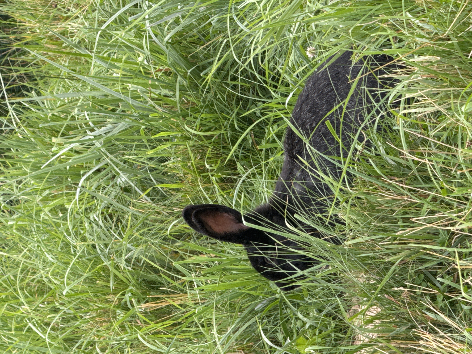 A black rabbit is partially hidden in tall green grass. The rabbit's head and one ear are visible on the left side of the frame. The rest of its body is obscured by the grass. The environment appears to be a natural setting, possibly a field or meadow. The image was taken in Skapiškiai, Lithuania.