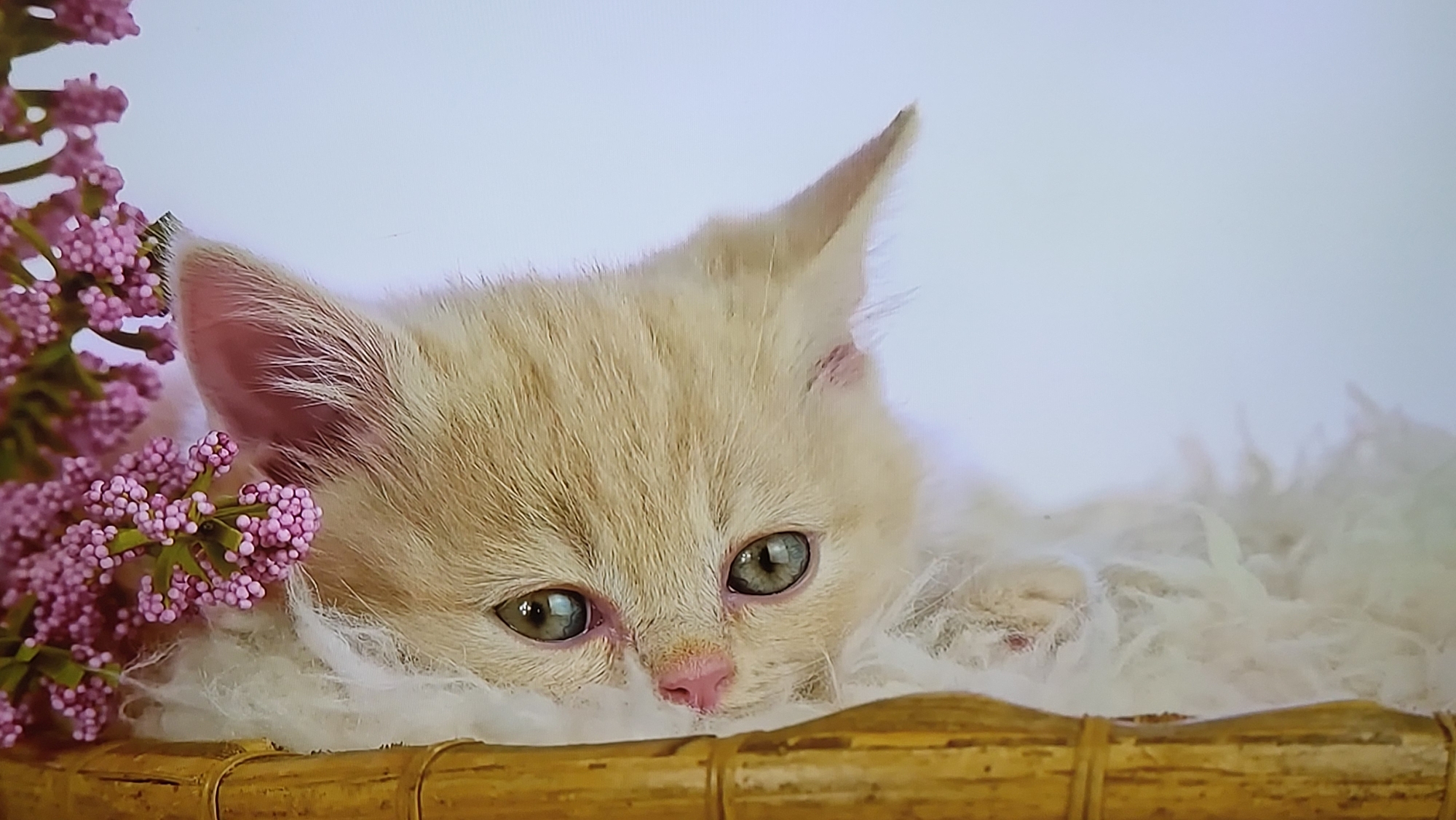 A close-up shot features a small, light-orange kitten with green eyes lying in a wicker basket filled with fluffy white material, possibly faux fur or soft wool. The kitten's ears are pointed, and its nose is pink. To the left, pink flower blossoms, likely artificial, are partially visible. The background is a soft, out-of-focus white. The scene appears to be staged for a portrait. The image contains no contextual clues to suggest its location as Yerevan, Armenia.