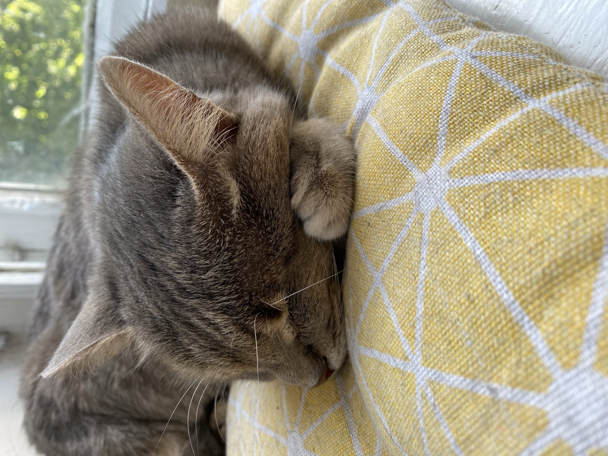 A close-up, eye-level shot shows a gray tabby cat sleeping on a yellow and white geometric patterned cushion. The cat is curled up with its head resting on its paws, and its eyes are closed. The cat's fur is short and soft, and its ears are perked up. The cushion is made of a textured fabric, and the geometric pattern consists of white lines forming diamond shapes. The background is out of focus, but appears to be a window with greenery visible outside. The lighting is natural, coming from the window, and the overall mood of the image is peaceful and serene.