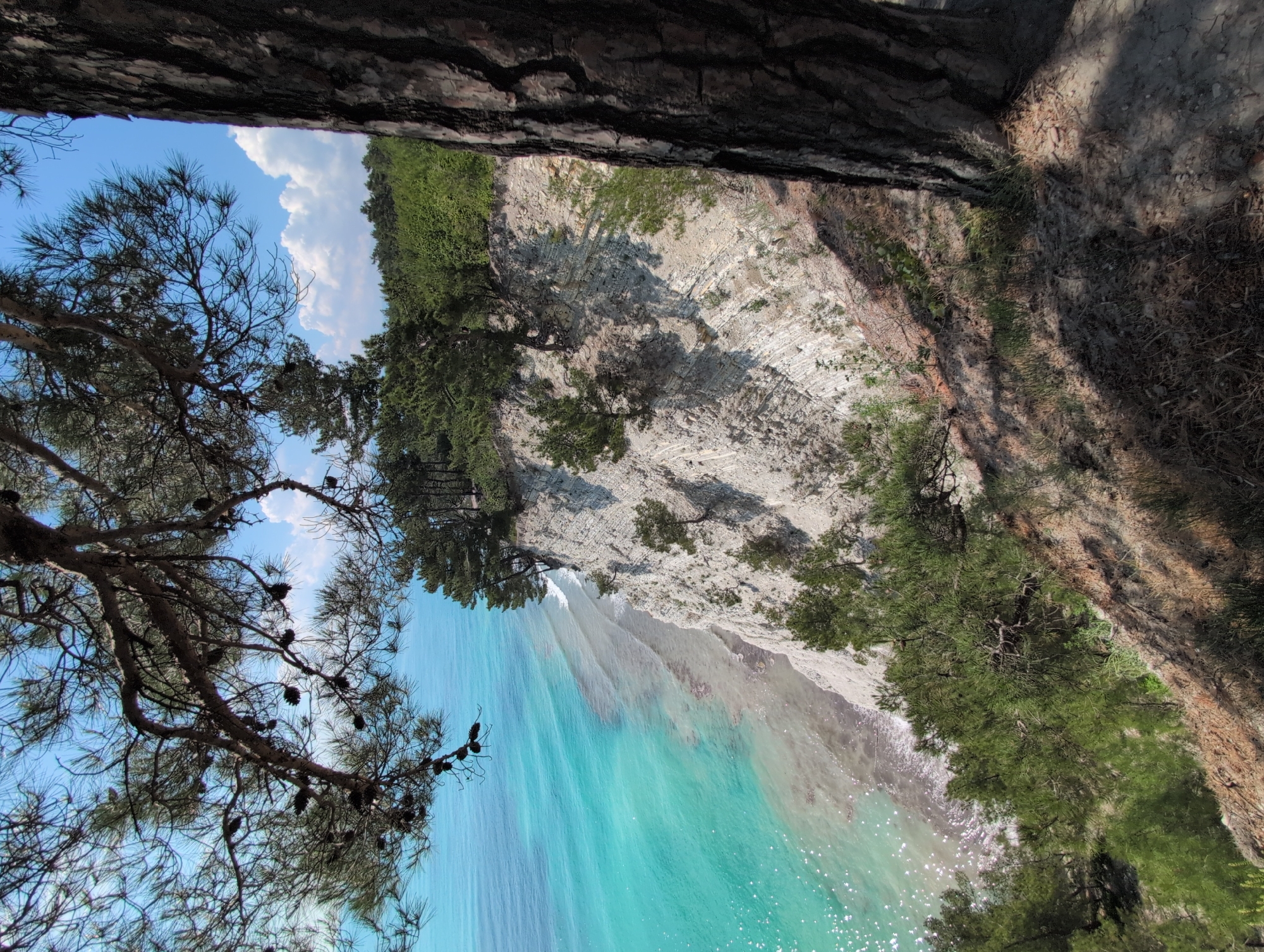 The image depicts a scenic view of the Black Sea coast near Divnomorskoye, Russia. In the foreground, a large pine tree trunk stands to the right, with its rough bark visible. Branches of another pine tree, laden with pinecones, hang from the top left of the frame, partially obscuring the sky and the sea.

The main subject of the image is a dramatic cliff face overlooking the turquoise waters of the Black Sea. The cliff is composed of layered sedimentary rock, with distinct horizontal strata visible. Small pine trees and other vegetation cling to the steep slopes of the cliff. The sea is a vibrant blue-green, with sunlight glinting off the surface, suggesting a clear and sunny day. The shore below the cliff is a mix of sand and pebbles.

The background shows a dense forest of evergreen trees covering the rolling hills behind the cliff. The sky is a bright blue with scattered white clouds. The overall impression is one of natural beauty and rugged coastal landscape. There are no people or animals visible in the image. The scene is static, capturing a moment in time of this coastal environment.